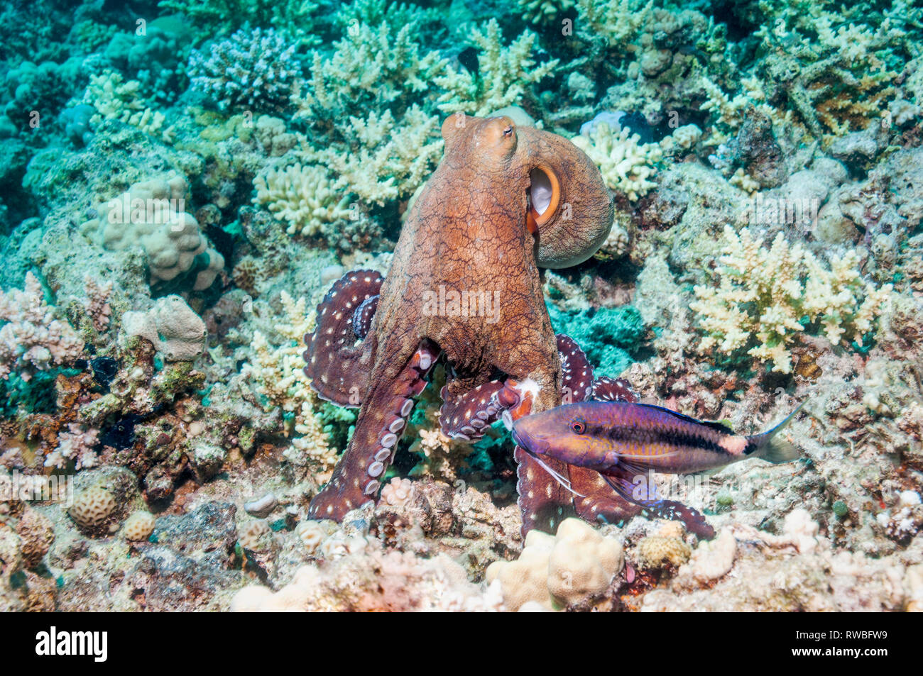 A hunting Day octopus [Octopus cyanea] closely watched by a Dot-and-dash goatfish [Parupeneus barberinus].  Egypt, Red Sea. Stock Photo