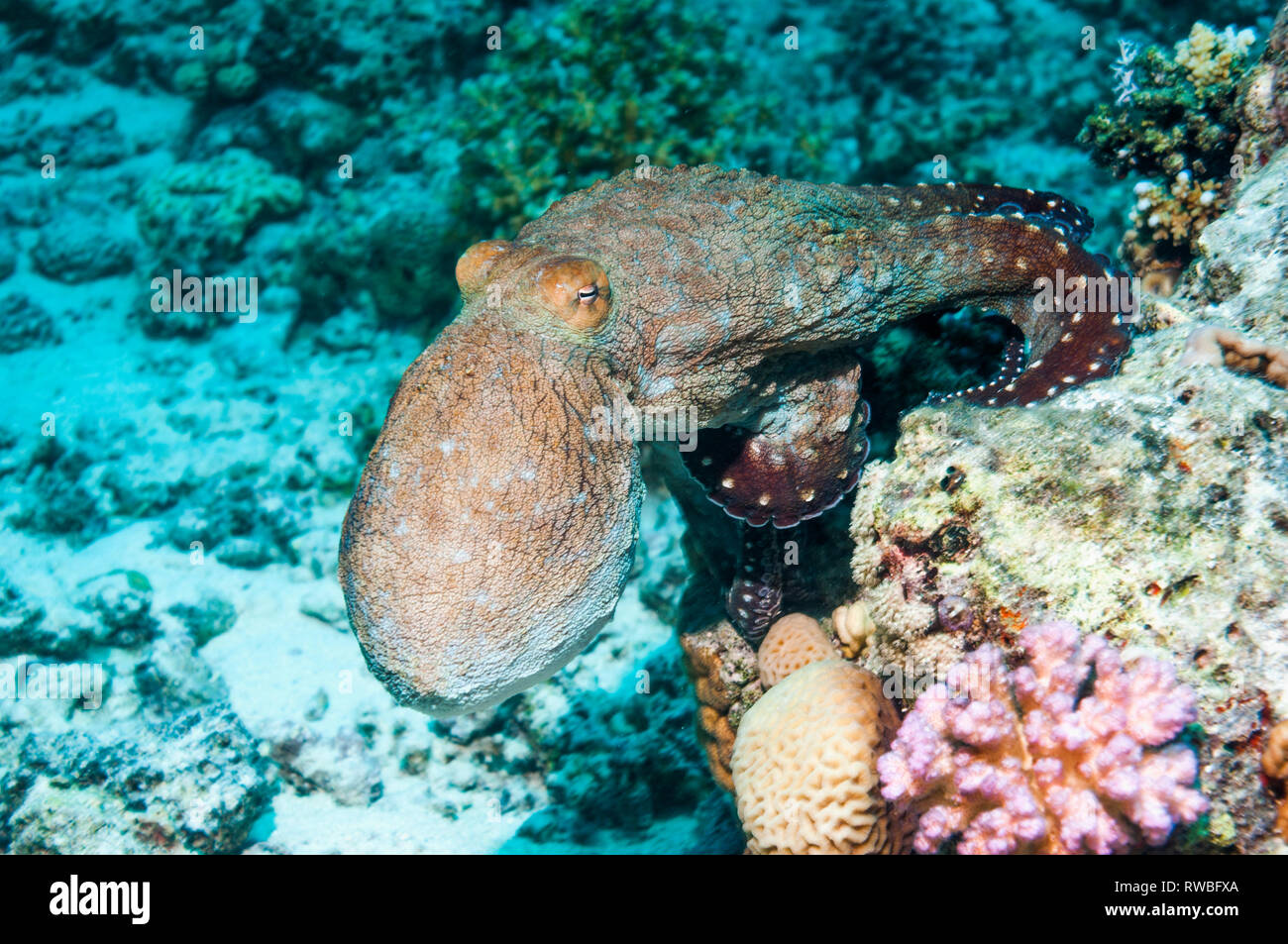 Day octopus [Octopus cyanea] hunting on coral reef. Egypt, Red Sea