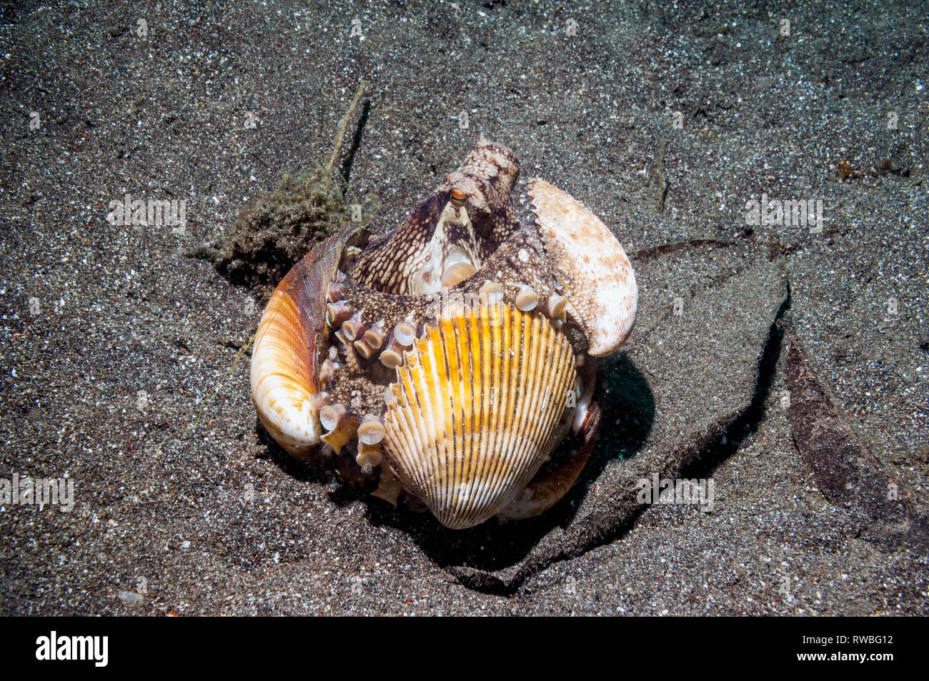 Veined octopus (Amphioctopus marginatus) shelters in shells it has collected.  Lembeh Strait, Sulawesi, Indonesia. Stock Photo