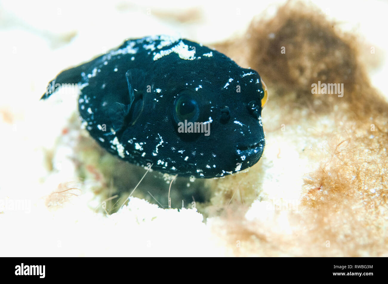 Juvenile Whitespotted puffer [Arothron hispidus].  Puerto Galera, Philippines. Stock Photo