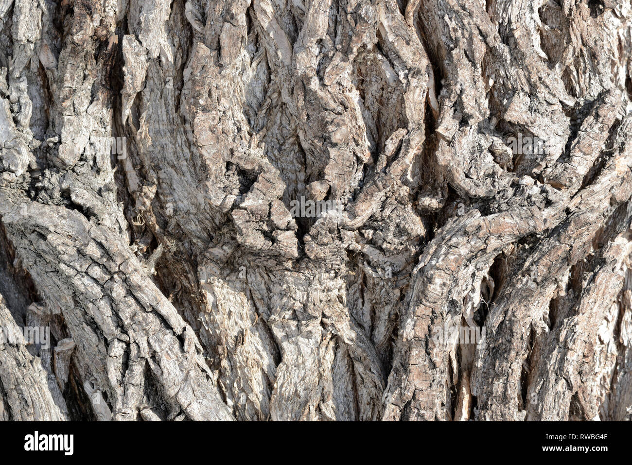 Tree bark illuminated by the sun texture background close up Stock ...