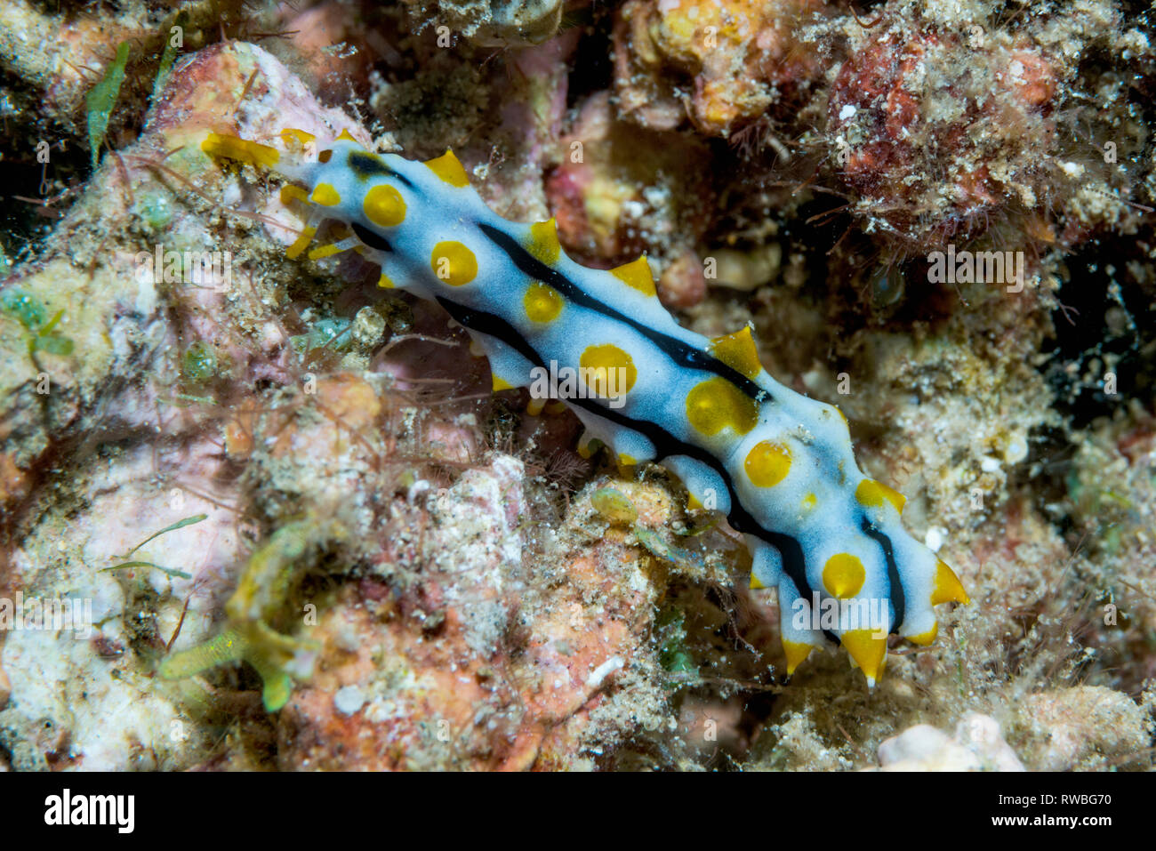 Graeff's Sea cucumber juvenile [Bohadschia graeffei], juvenile mimics nudibranchs like Phyllidia ocellata.  North Sulawesi, Indonesia. Stock Photo