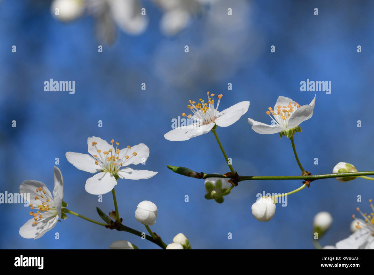 Cherry plum (Prunus cerasifera), flowers Stock Photo Alamy
