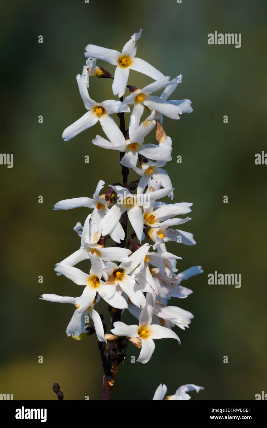 A Leafy Indulgence White Forsythia