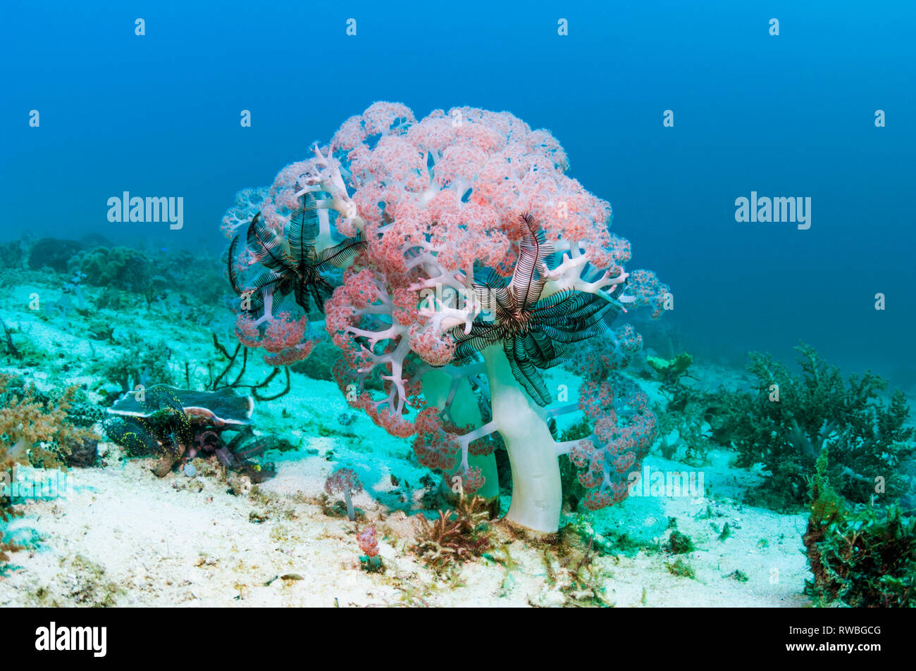 Soft coral [Dendronephthys sp.] with featherstars growing on sea bed.  West Papua, Indonesia. Stock Photo