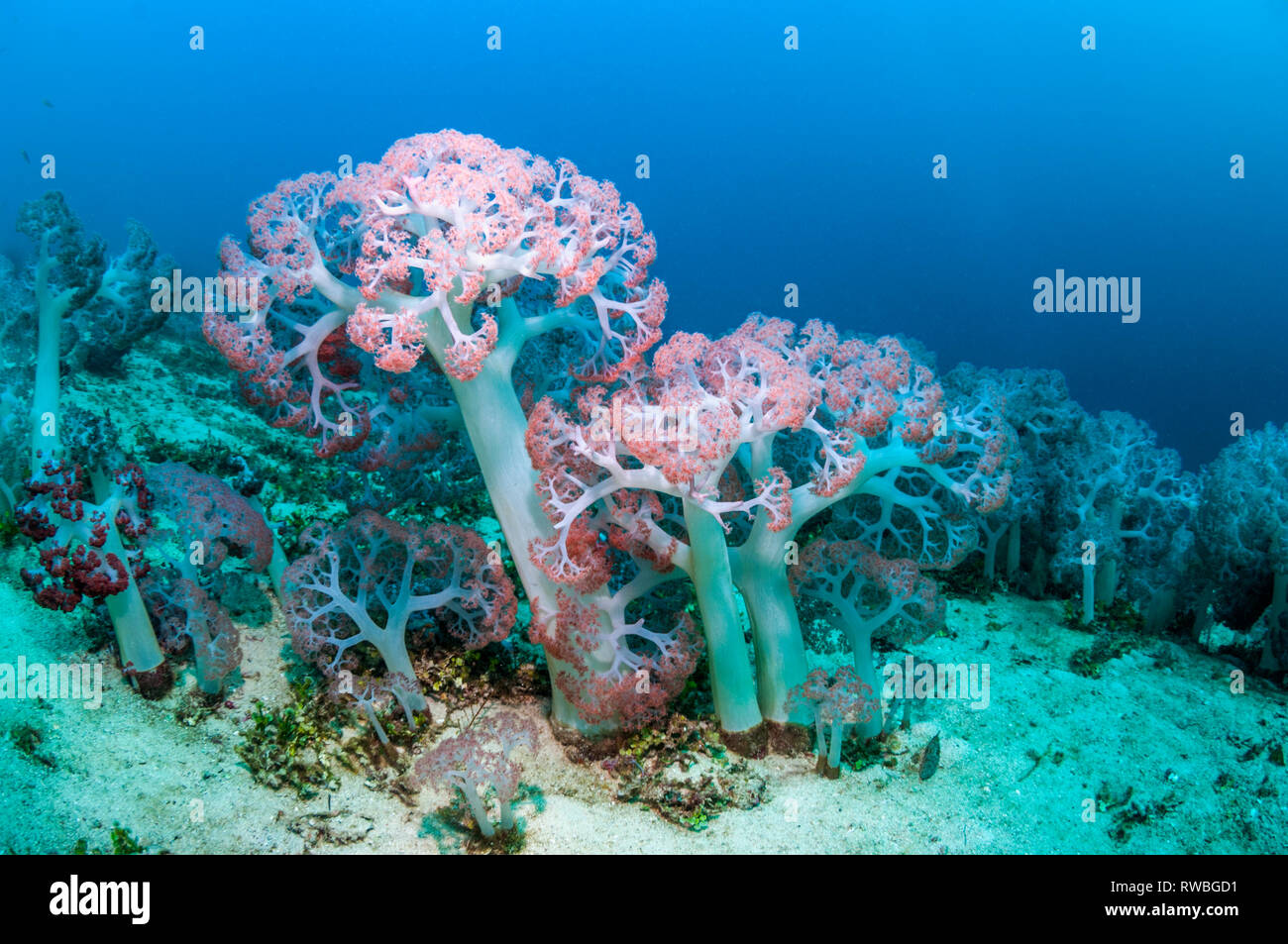 Soft coral [Dendronephthys sp.] growing on sea bed.  West Papua, Indonesia. Stock Photo