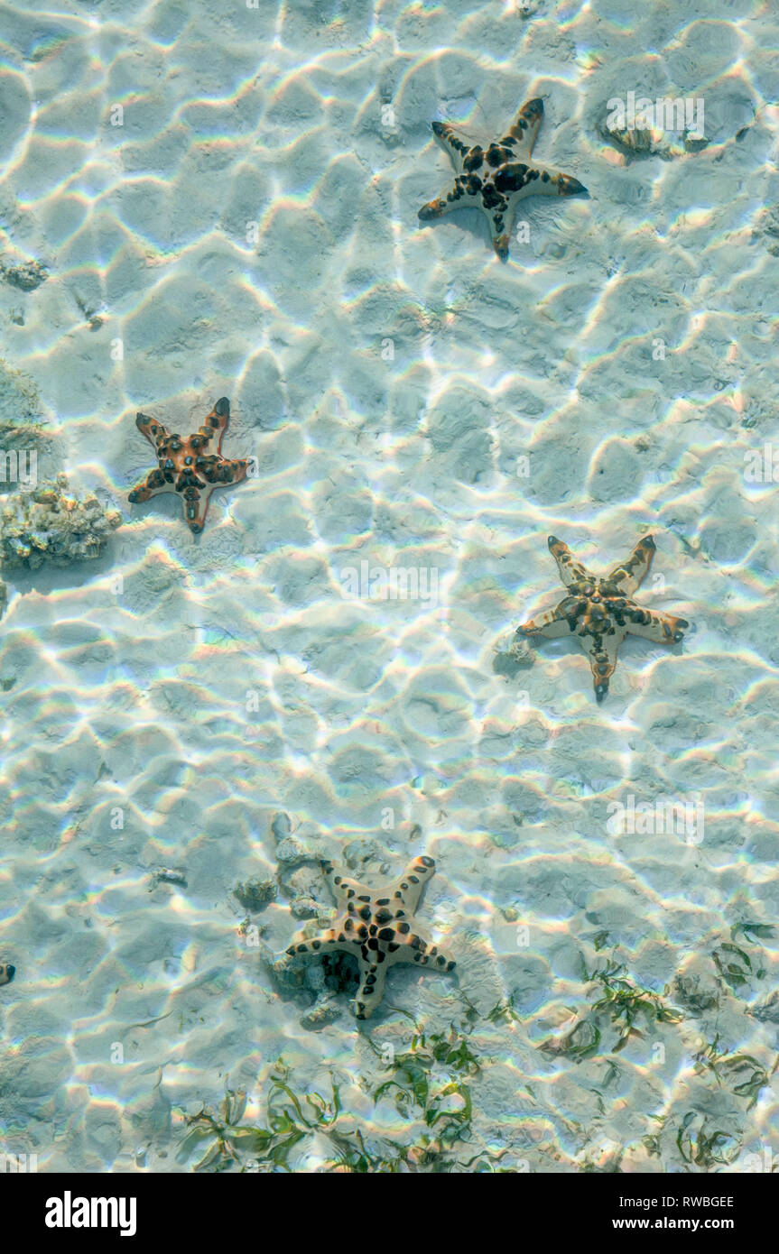 Horned seastars [Protoreaster nodosus] on sandy sea bed with sun dapple.  Malaysia. Stock Photo