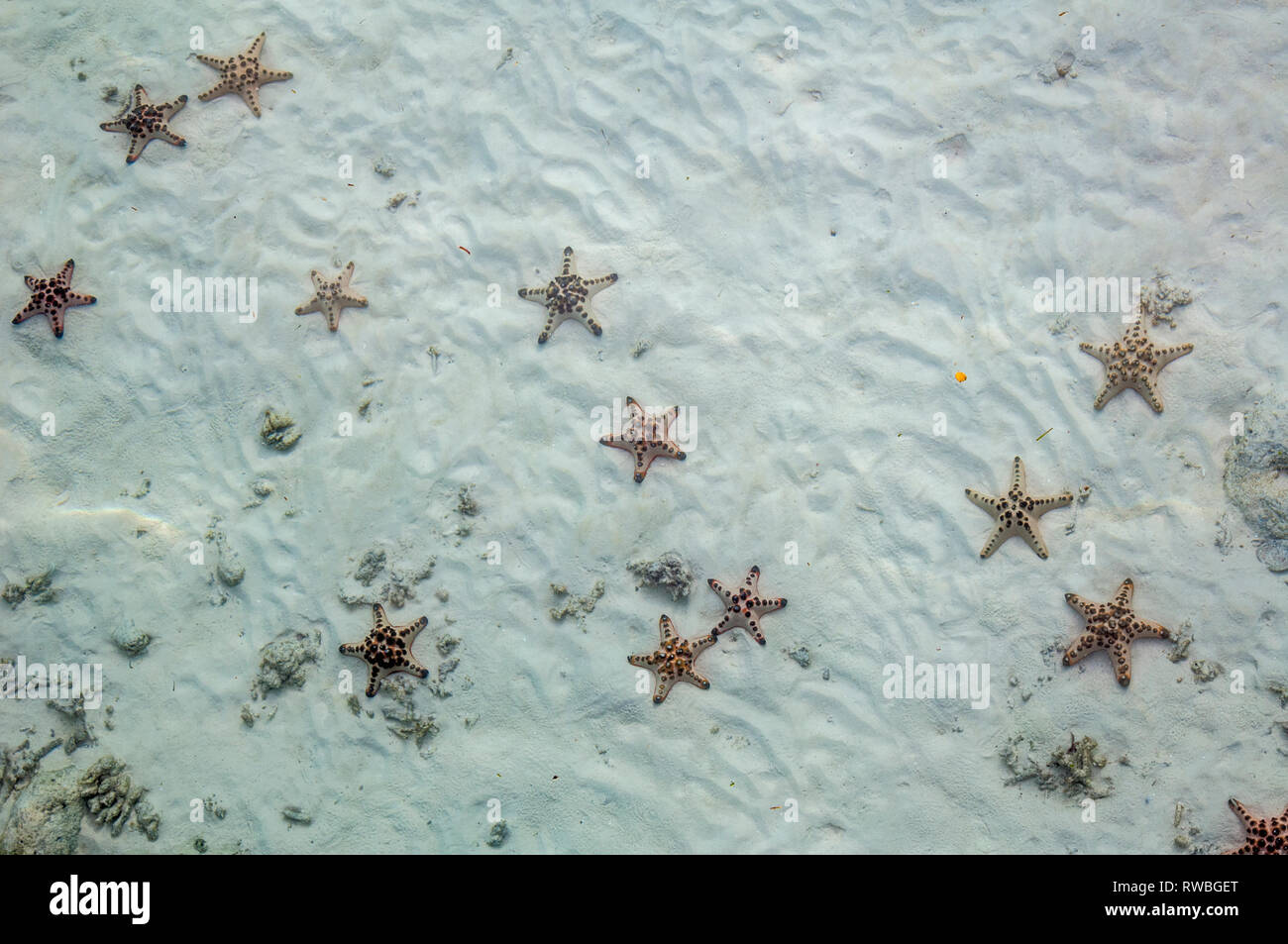 Horned seastars [Protoreaster nodosus] on sandy sea bed.  Malaysia. Stock Photo