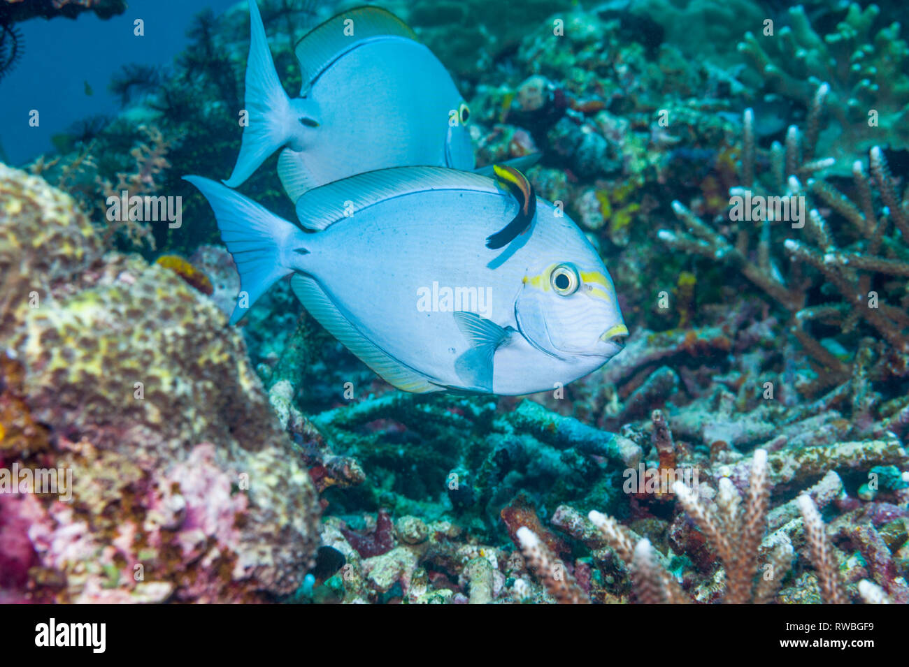 Elongate surgeonfish [Acanthurus mata] being cleaned by a Black spot cleaner wrasse [Labroides pectoralis].  Indonesia. Stock Photo