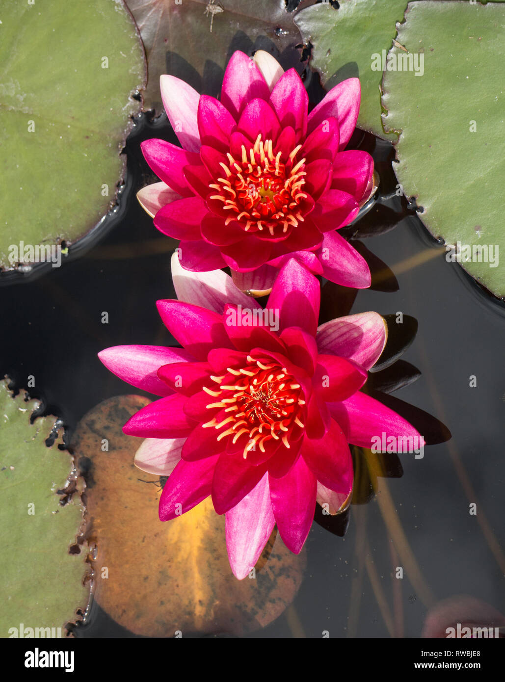 Water liliy hires stock photography and images Alamy