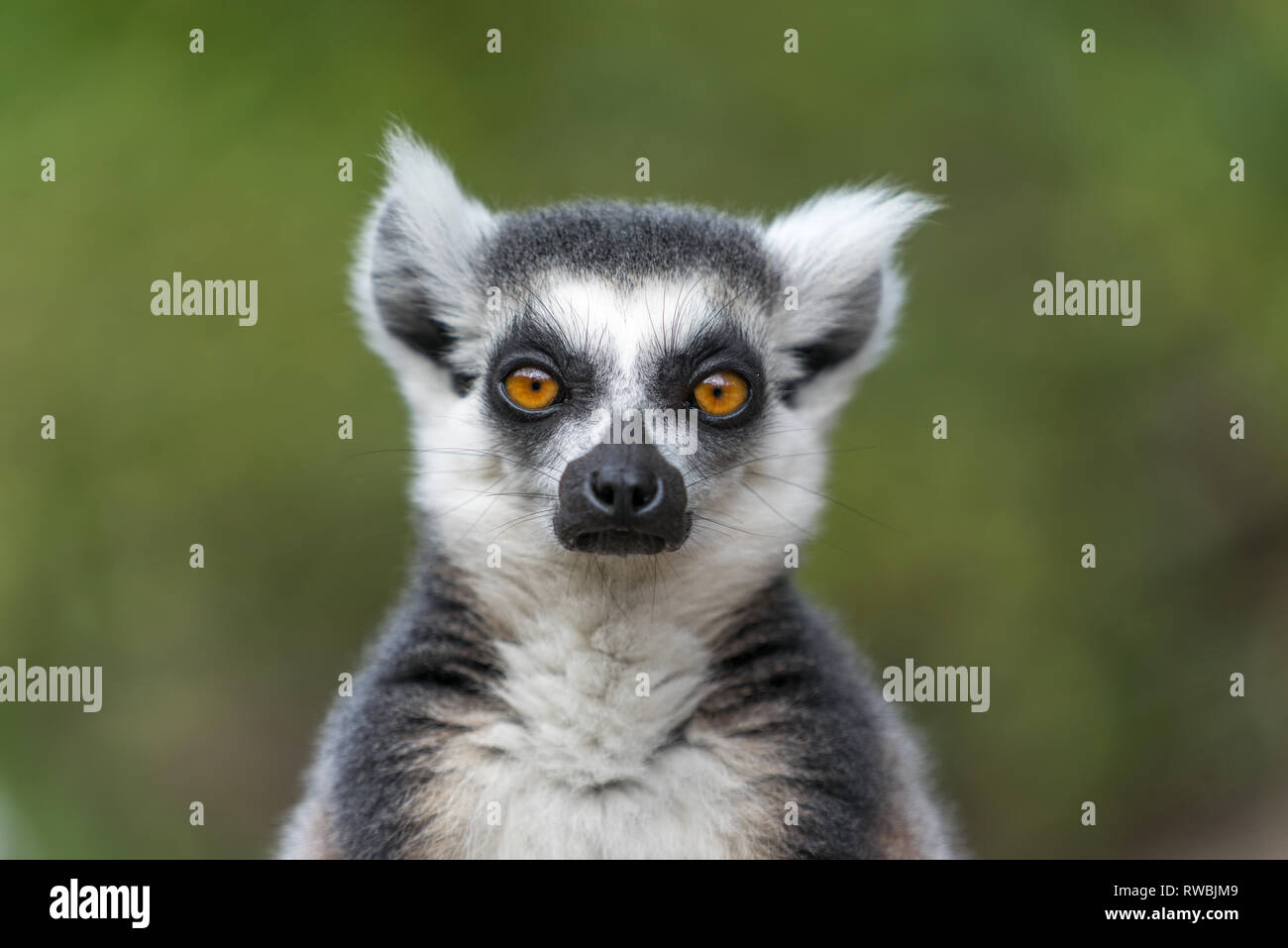 Close up of Lemur staring forward with green background Stock Photo