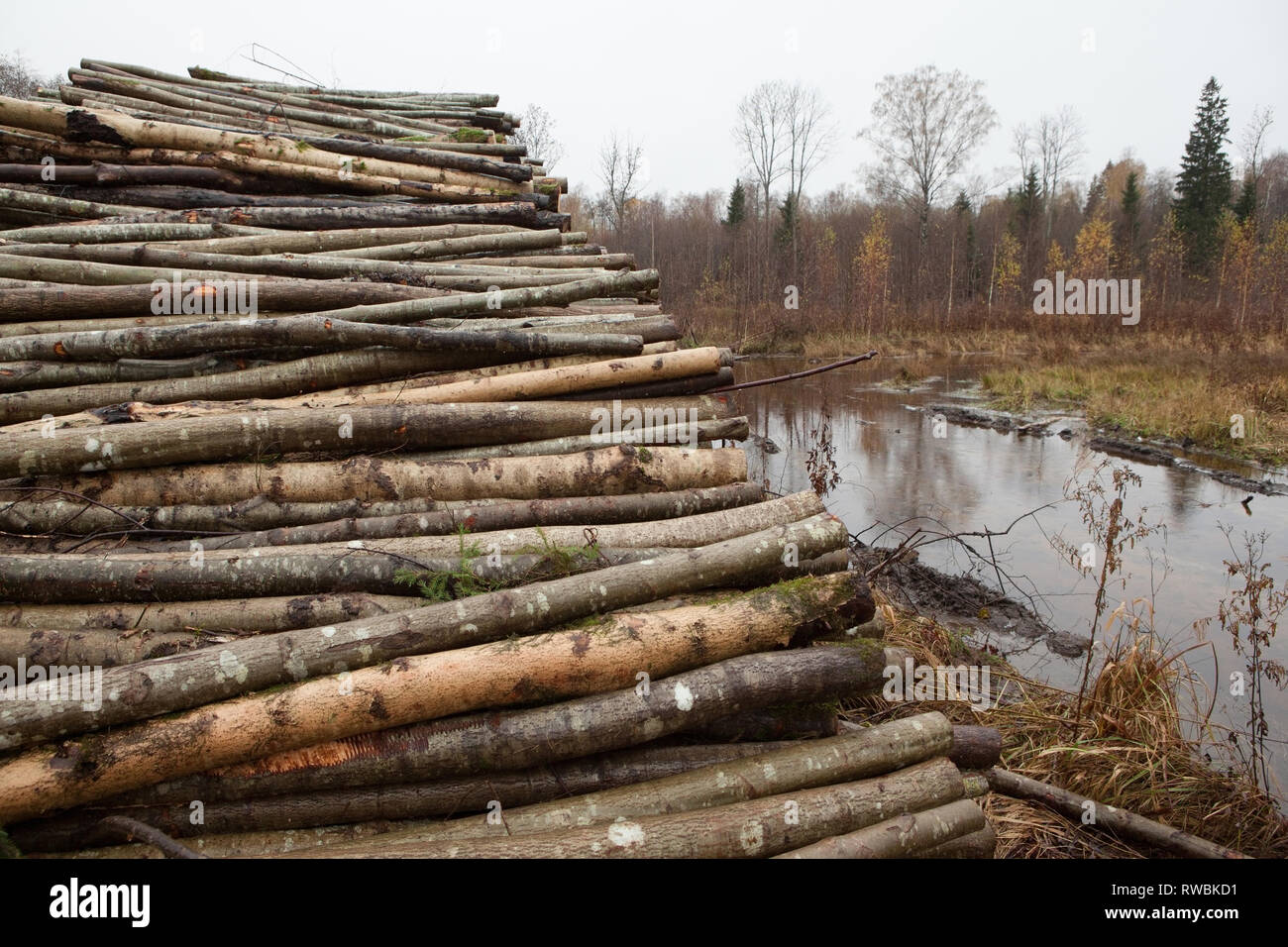 Stacked forest clearance tree trunks in rural forest, Latvia Stock Photo
