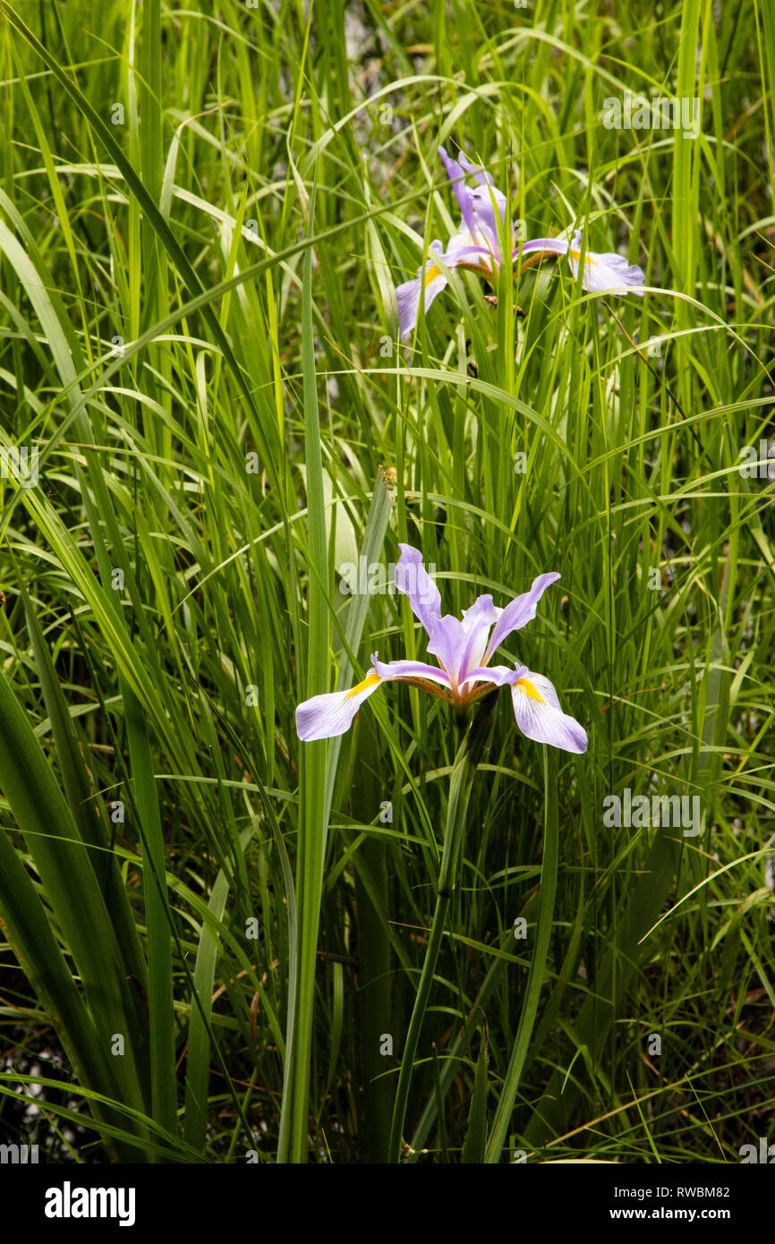 Wild Irises Near Wetland Stock Photo Alamy