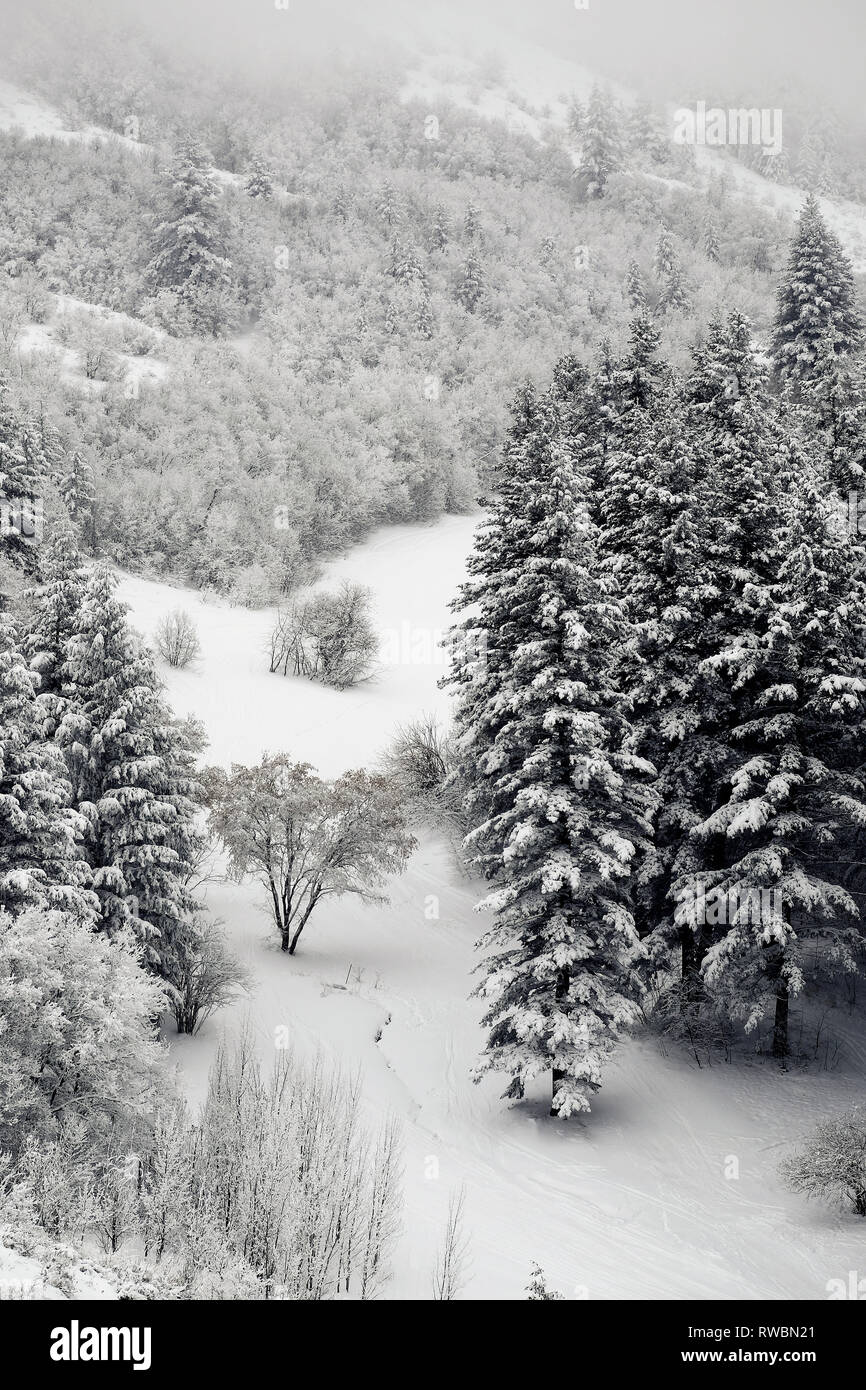 Pine trees forest in winter covered in fresh snow wilderness wild Stock ...