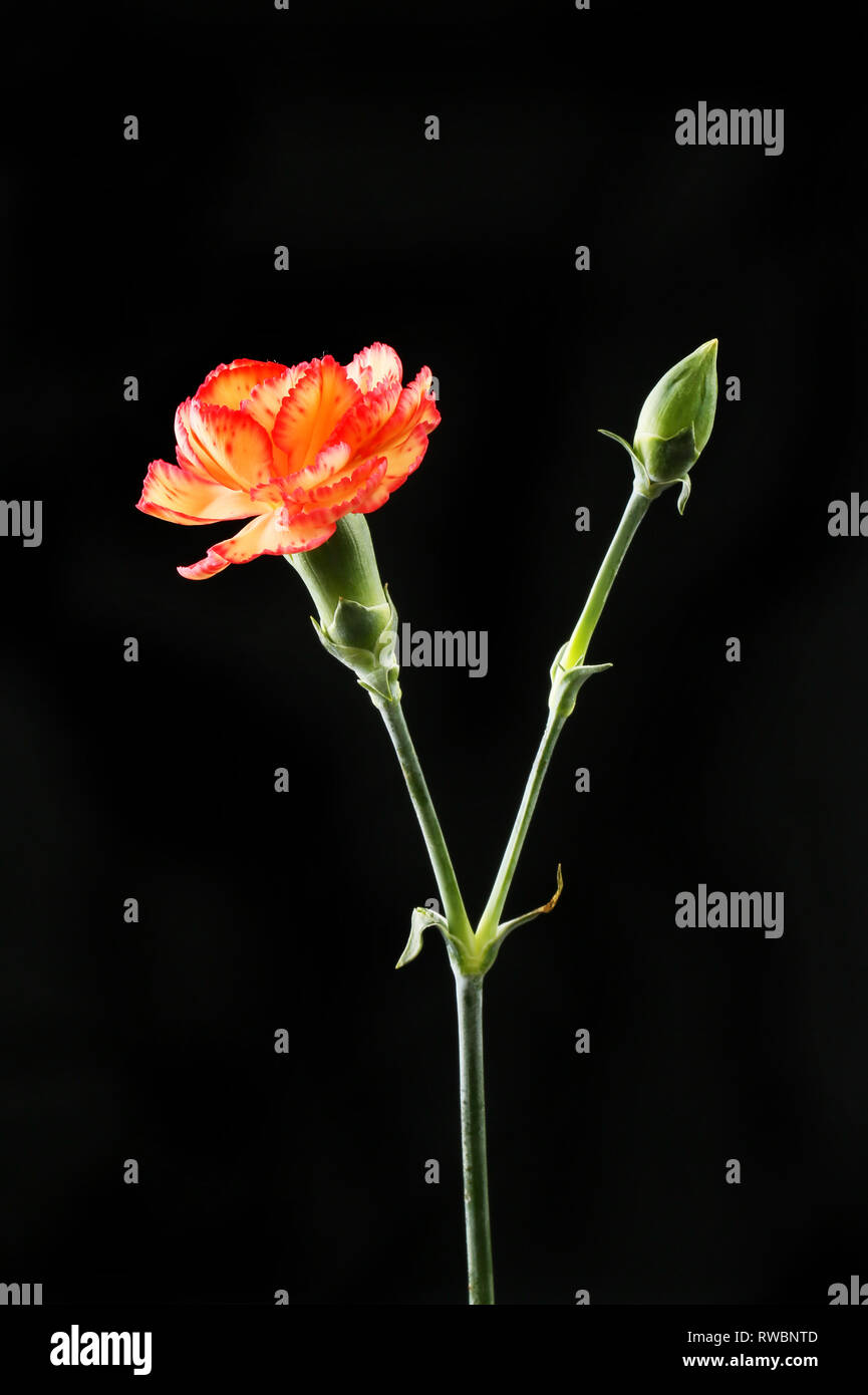 Pastel orange and red spray carnation flower and bud isolated against black Stock Photo