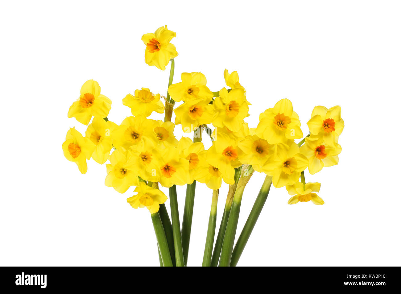 Group of narcissus flowers isolated against white Stock Photo Alamy