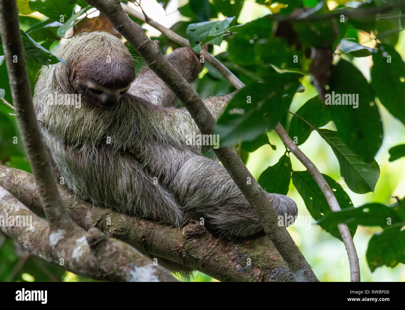Brown-Throated Three-Toed Sloth resting in crook of tree in jungle canopy Stock Photo