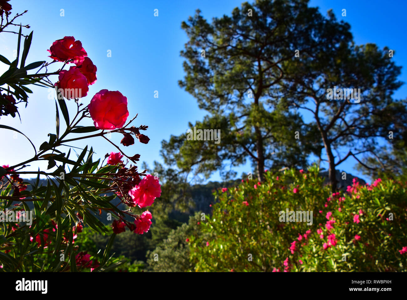 Pink Oleander flowers and Mediterranean pine trees, Gulet Boat Cruise, Mediterrean Sea, Turkey Stock Photo