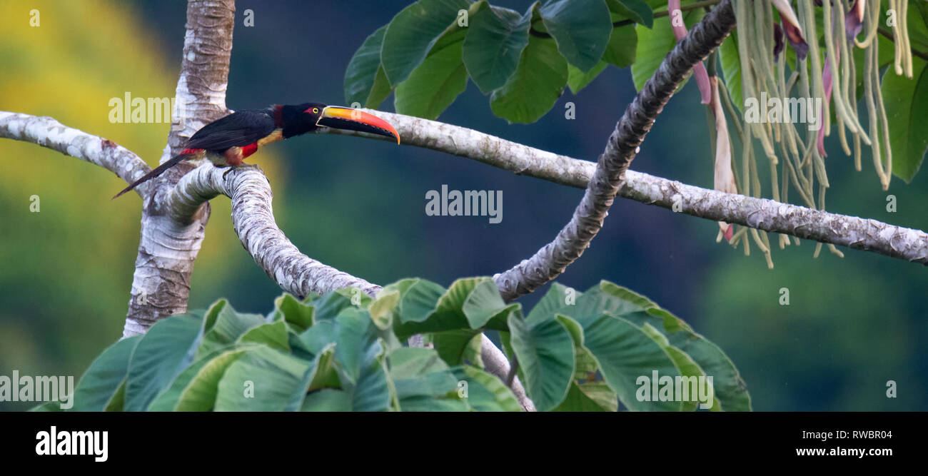 Fiery-Billed Aracari stretched out on branch Stock Photo