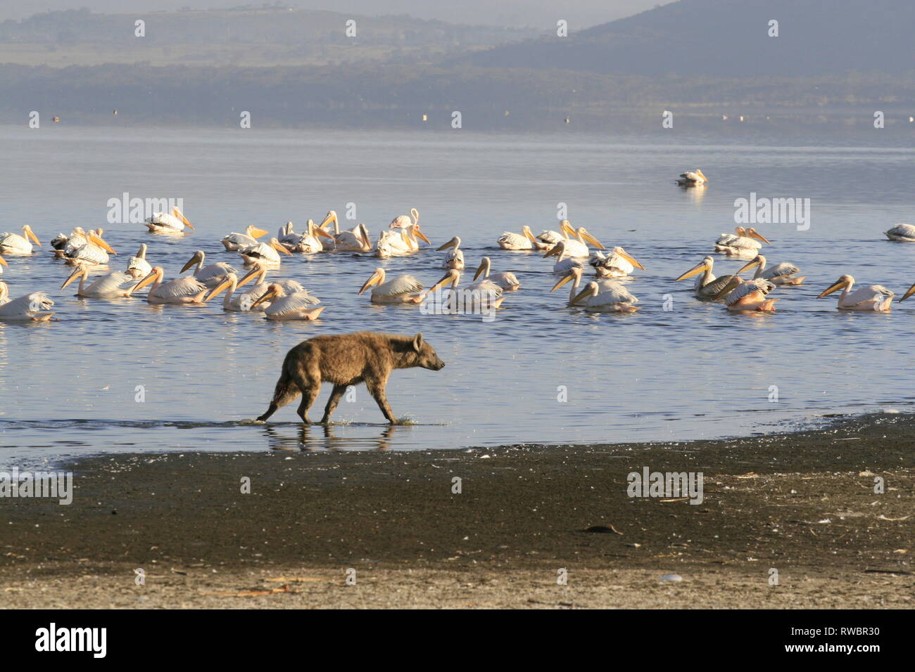 Spotted Hyena hunting flamingo on safari in Kenya Stock Photo - Alamy