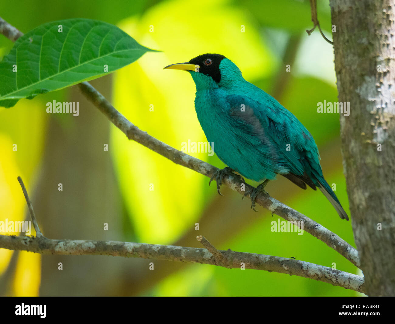 Creeper animal hires stock photography and images Alamy