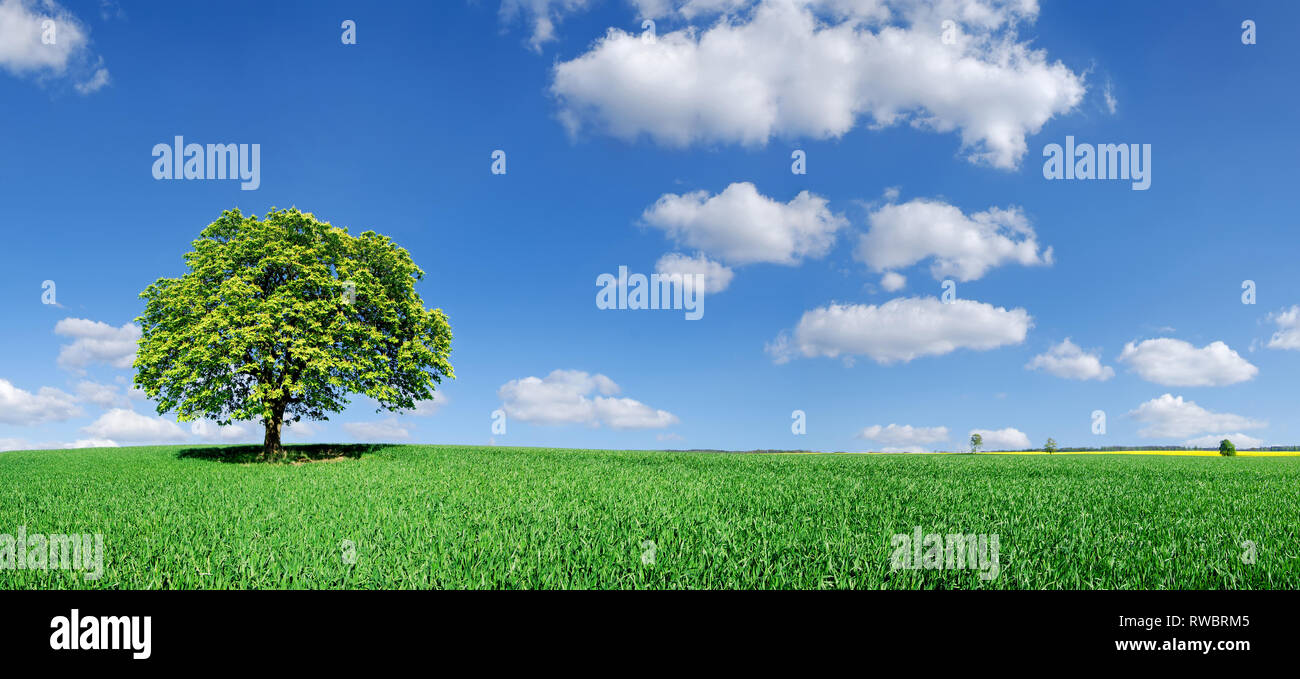 Idyll, panoramic landscape, lonely tree among green fields, blue sky ...