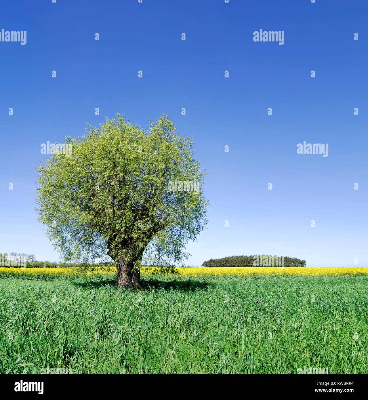 Lonely tree among fields hi-res stock photography and images - Alamy