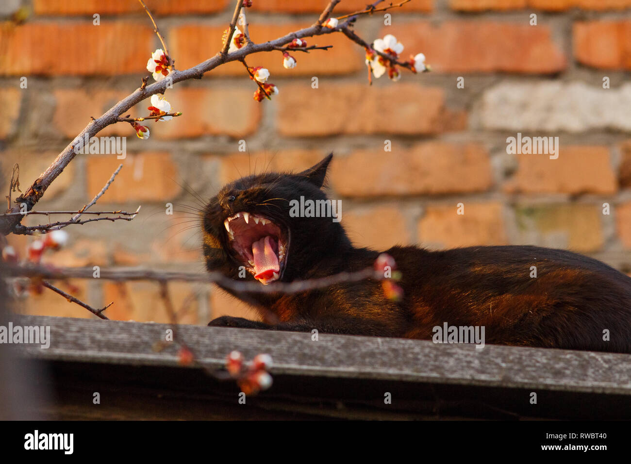 Black moulting cat lying on rooftop. Lazy black cat yawns lying on a slate. Beautiful spring flowers on appricot tree in Kriviy Rih, Ukraine Stock Photo