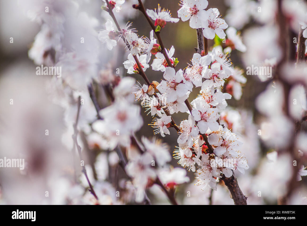 White apricot petals on green background. Apricot blossom close-up macro view. Spring nature photography Stock Photo