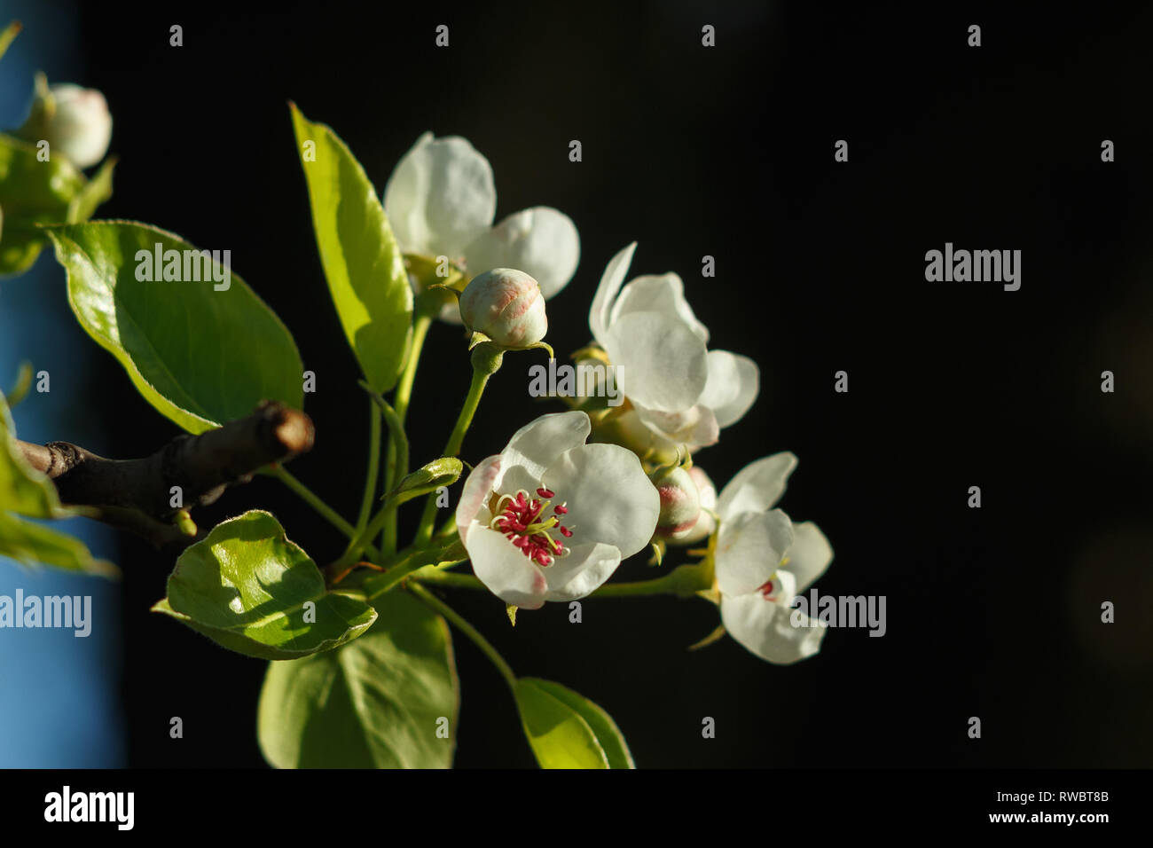 A pear blossom on dark green background. Pear flowers on black background at the sunlight. Ukrainian spring Stock Photo