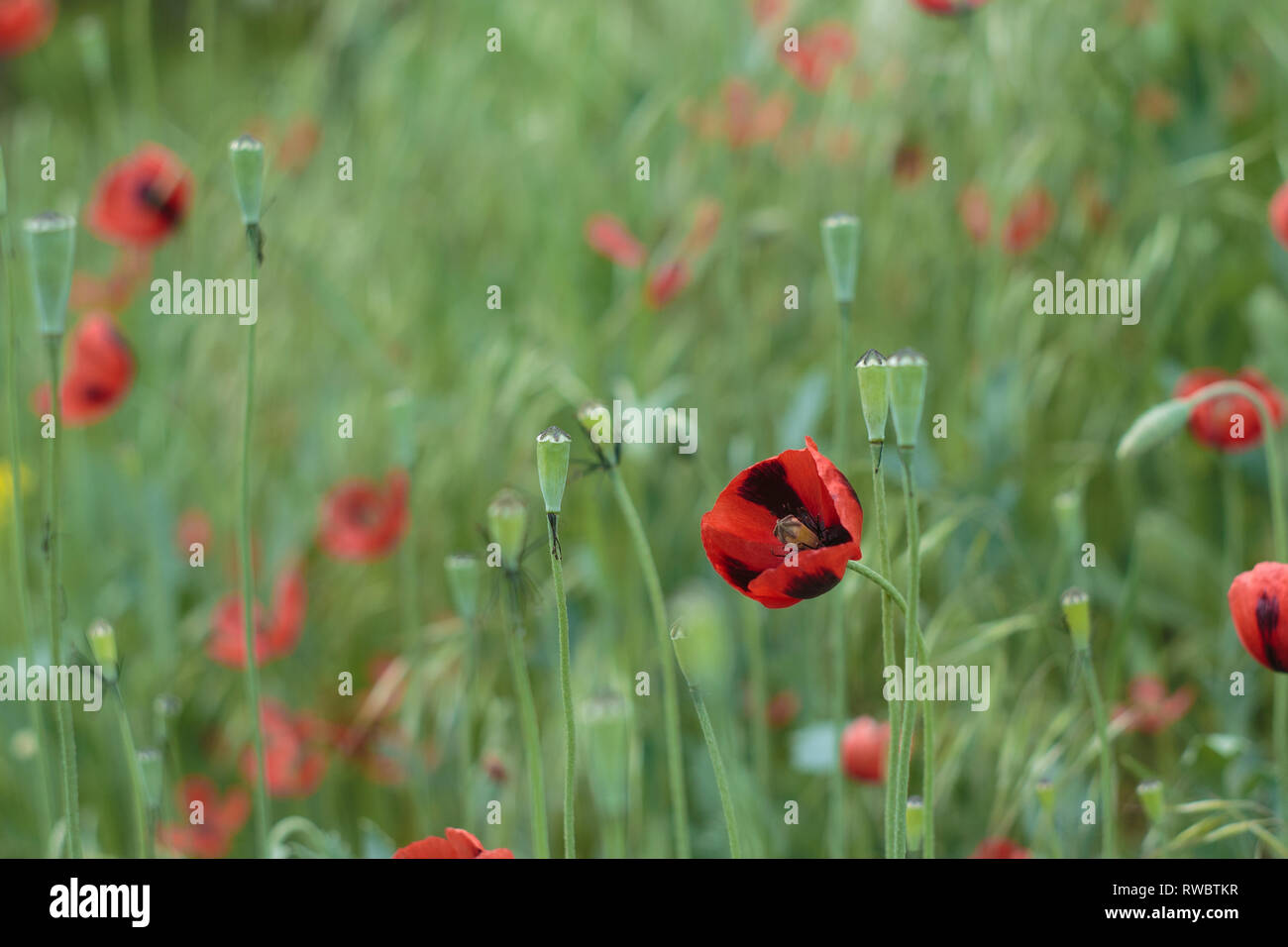 Poppy on the meadow at the daylight. Lonely Poppy flower in a daylight. Poppy flower photography outdoor Stock Photo