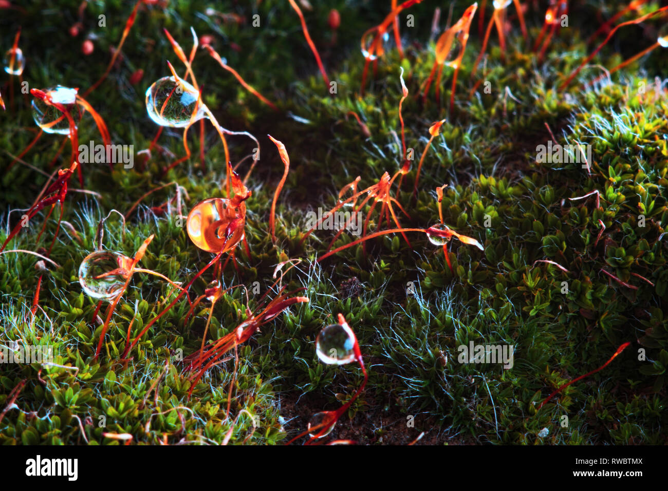 A raindrops on mosses vegetation. A moss with water drops. Water drops on the moss. Water drops macro Stock Photo