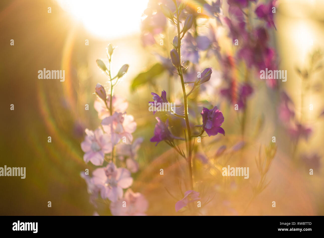 A flowers at the golden sunlight. The Sunset Time. Sun Shining Bright. A summertime pink and violet flowers at the sunset golden time Stock Photo