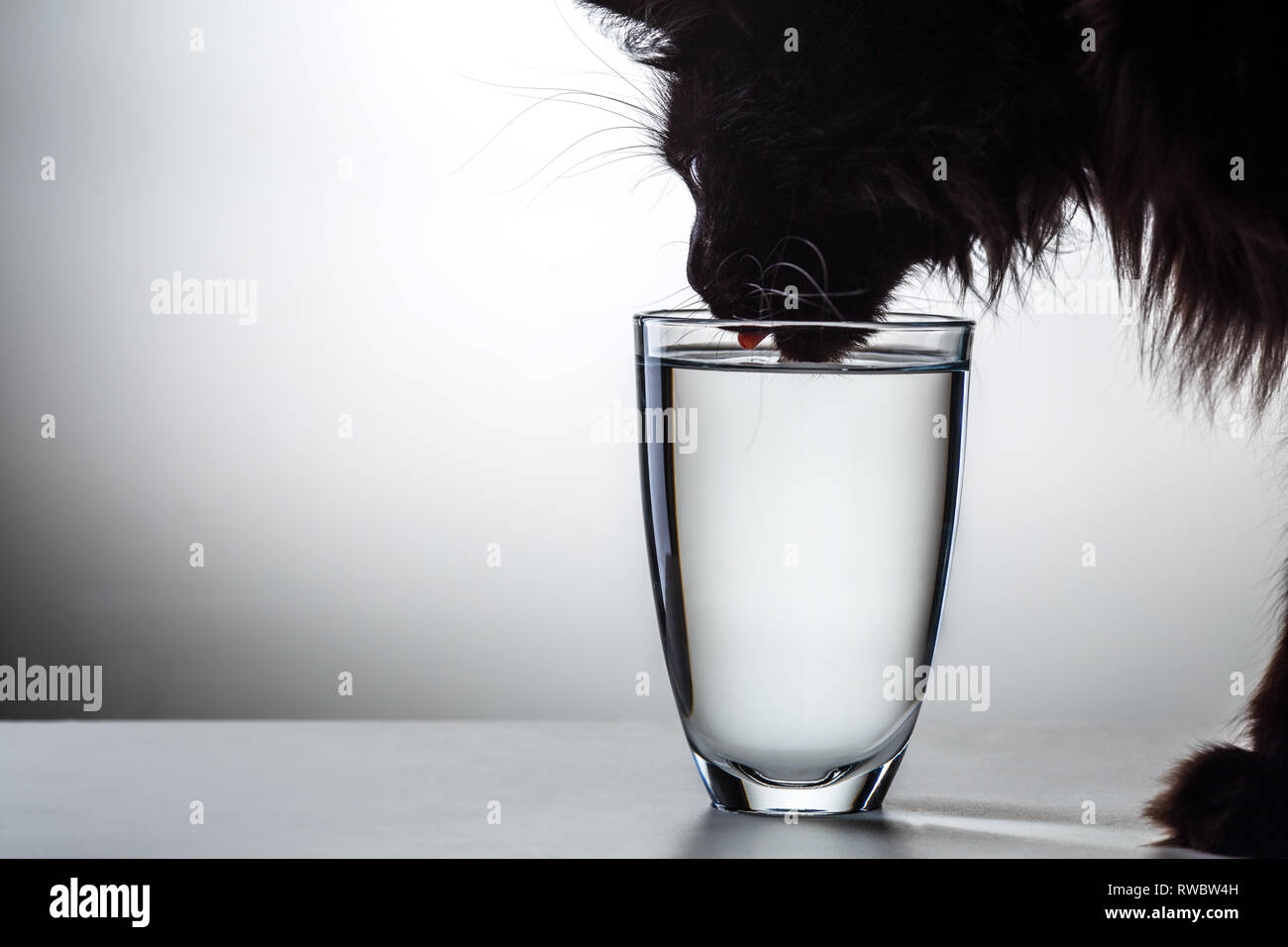 Photo of cat drinking water Stock Photo Alamy