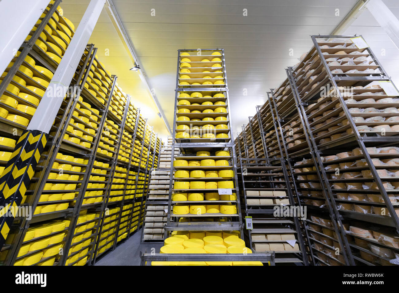 Racks with yellow cheese heads. Dairy plant Stock Photo - Alamy