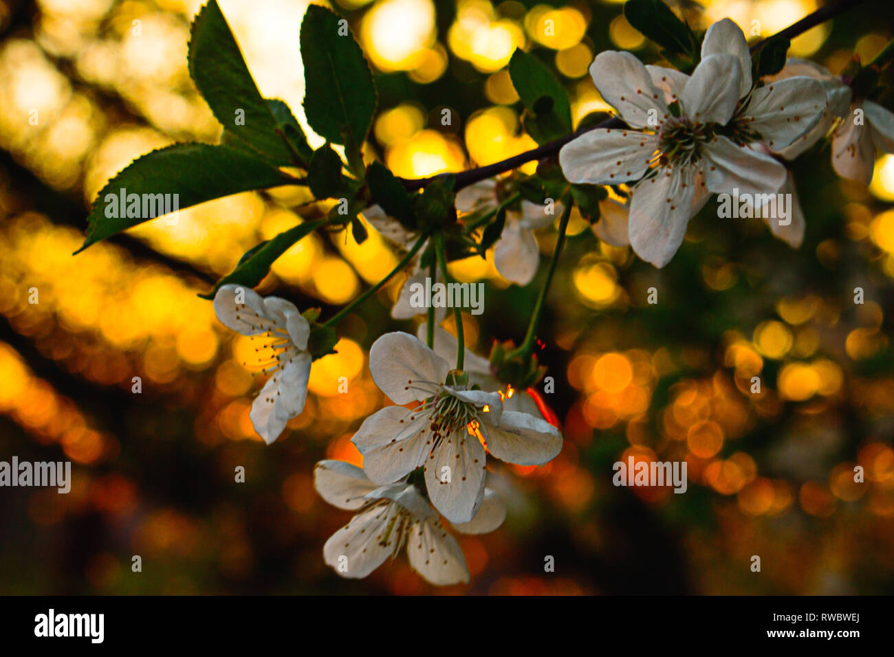 Spring beautiful cherry flowers blossom on golden bokeh background. A branch of cherry tree with beautiful flowers blossom. Spring nature. Spring flow Stock Photo