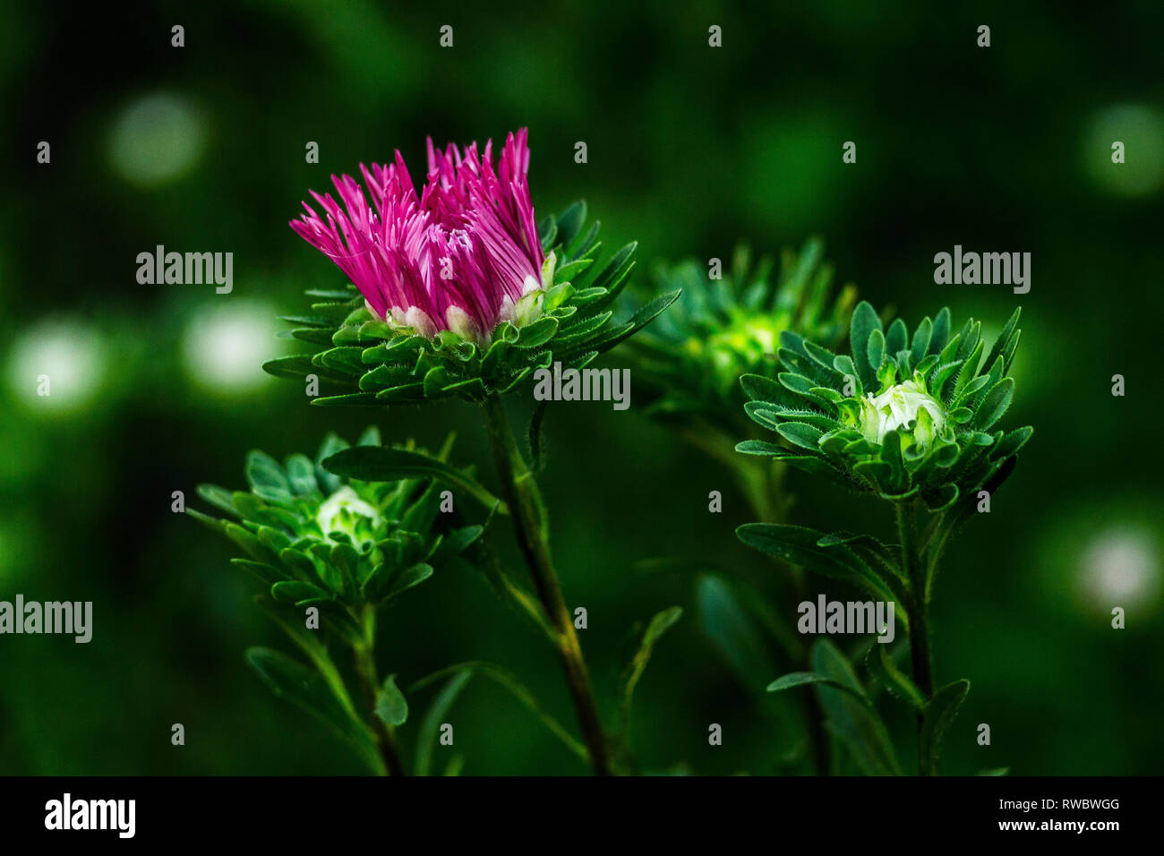 Beautiful colorful aster flowers blossom. Autumn violet flowers with green petals. Ukrainian aromatic flowers Stock Photo