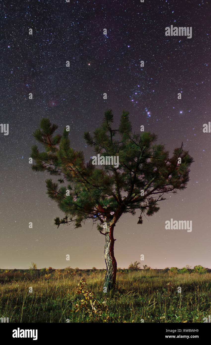 Starry sky in Krivoy Rog, Ukraine. Winter stars. Space photography. Isolated lonely pine tree on cosmic background. Stock Photo