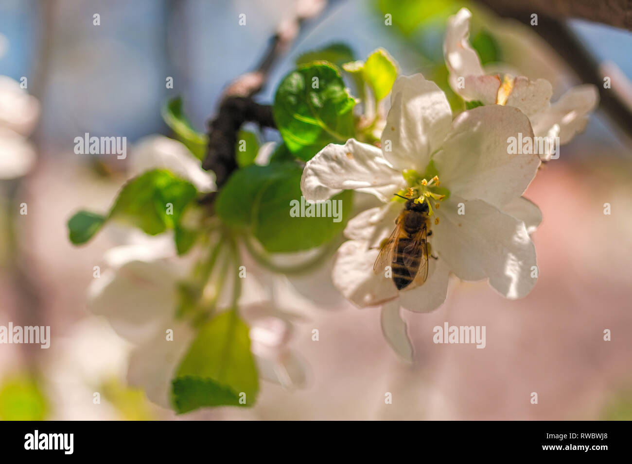 Golden bee sitting on white petal of apple tree. A bee pollinating flower at the spring day. Spring nature in Ukraine. Stock Photo