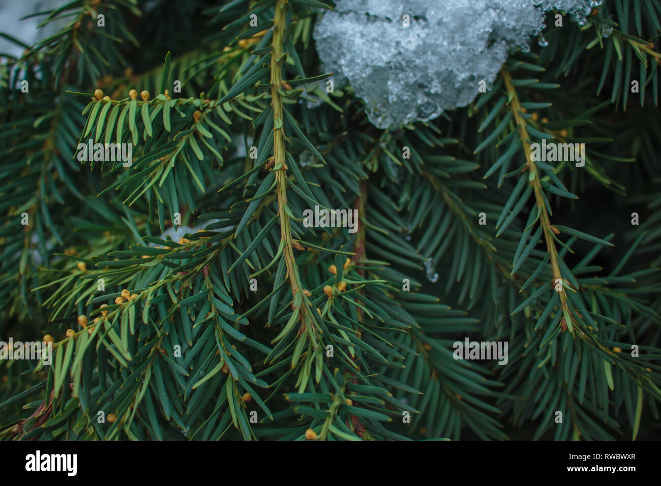 Young spruce twigs covered by snow at the daytime Stock Photo