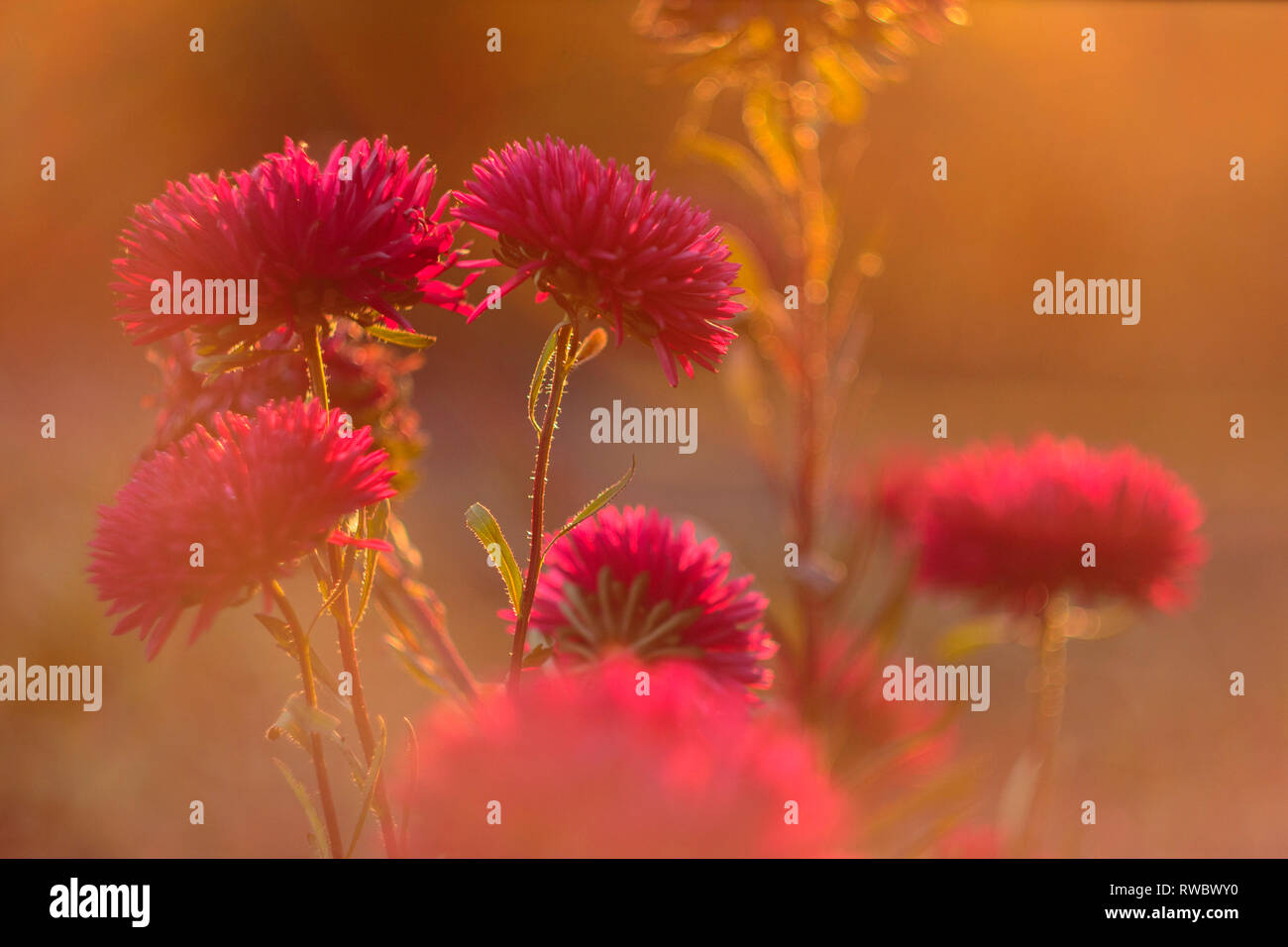 Blossoming asters on golden blurry background Stock Photo