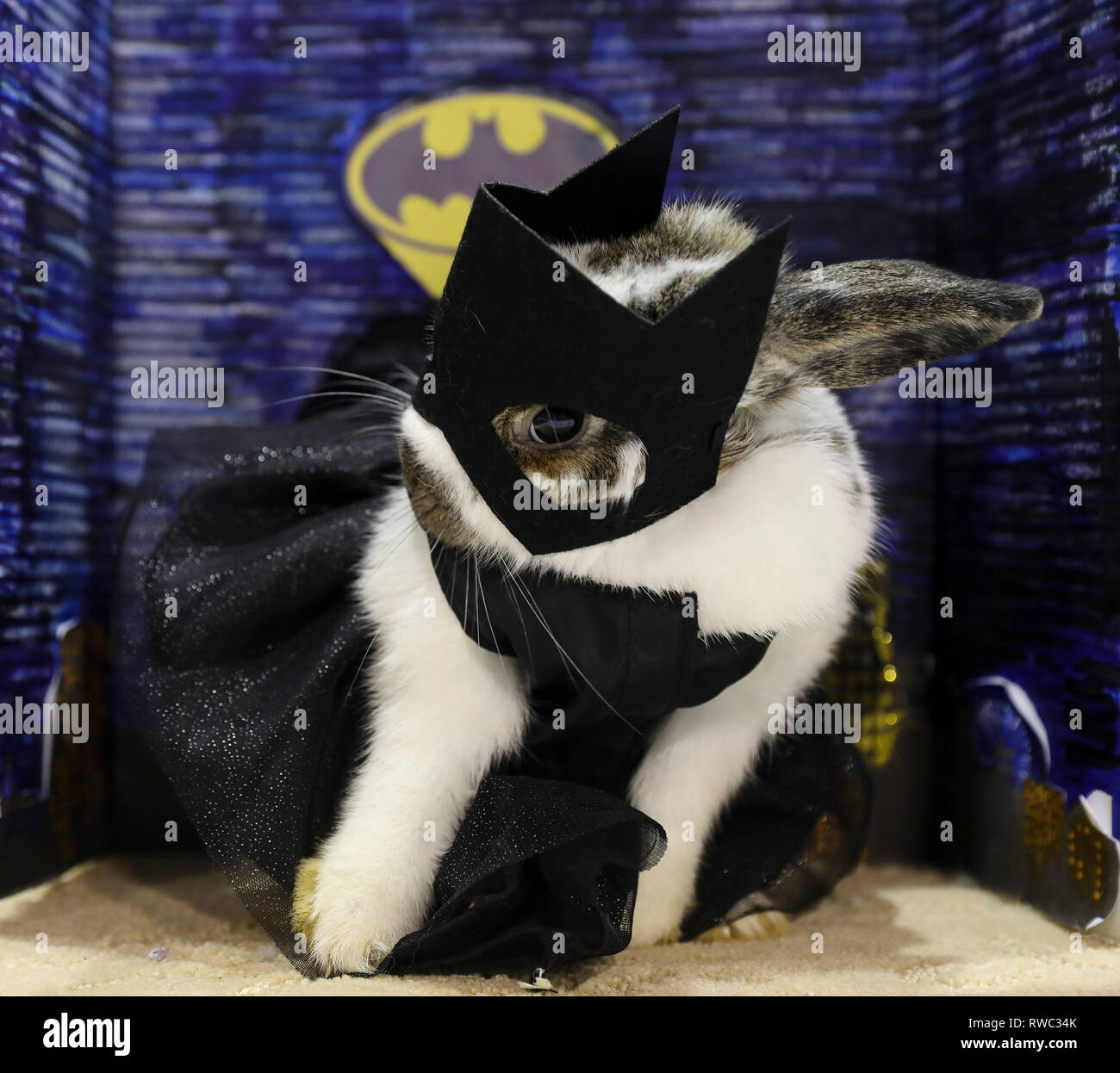 Houston, USA. 4th Mar, 2019. A rabbit is dressed up as the Batwoman during the Youth Breeding Rabbit and Cavy Costume Contest in Houston, Texas, the United States, on March 4, 2019. The contest was held here on Monday as part of the Houston Livestock Show and Rodeo held till March 17. Credit: Yi-Chin Lee/Xinhua/Alamy Live News Stock Photo