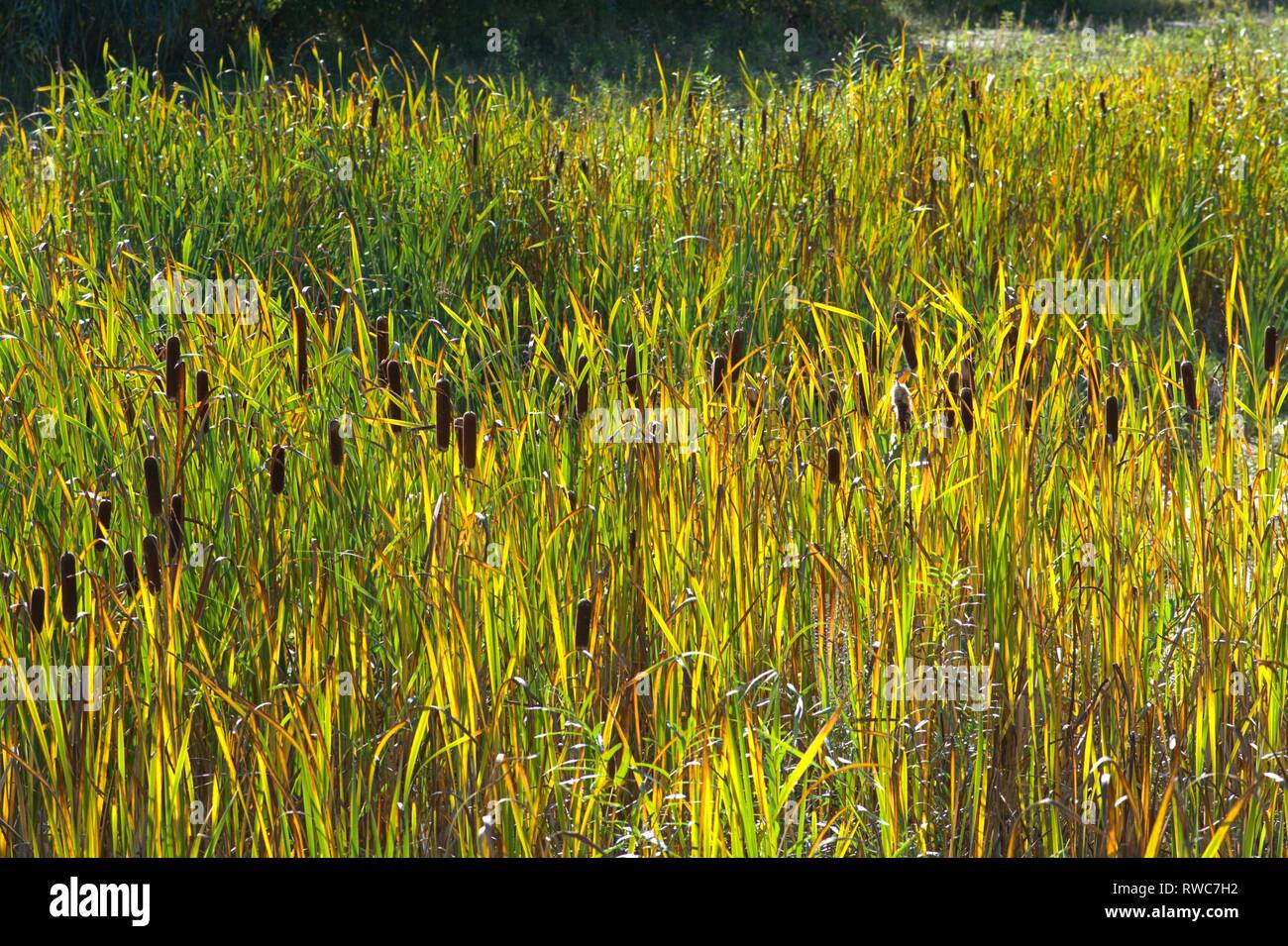 Schleswig, Deutschland. 28th Sep, 2018. Narrow-leaved cattail (Typha angustifolia) in autumn on a flat in the Schleswig district, On the Freedom '. The Rohrkolbengewachsen thrive there in a water-filled depression - Monocotyledons, Commelinids, Order: Sussgrassartige (Poales), Family: Rohrkolbengewachse (Typhaceae), Genus: Cattail (Typha), Species: Schmalblattriger Rohrkolben | usage worldwide Credit: dpa/Alamy Live News Stock Photo
