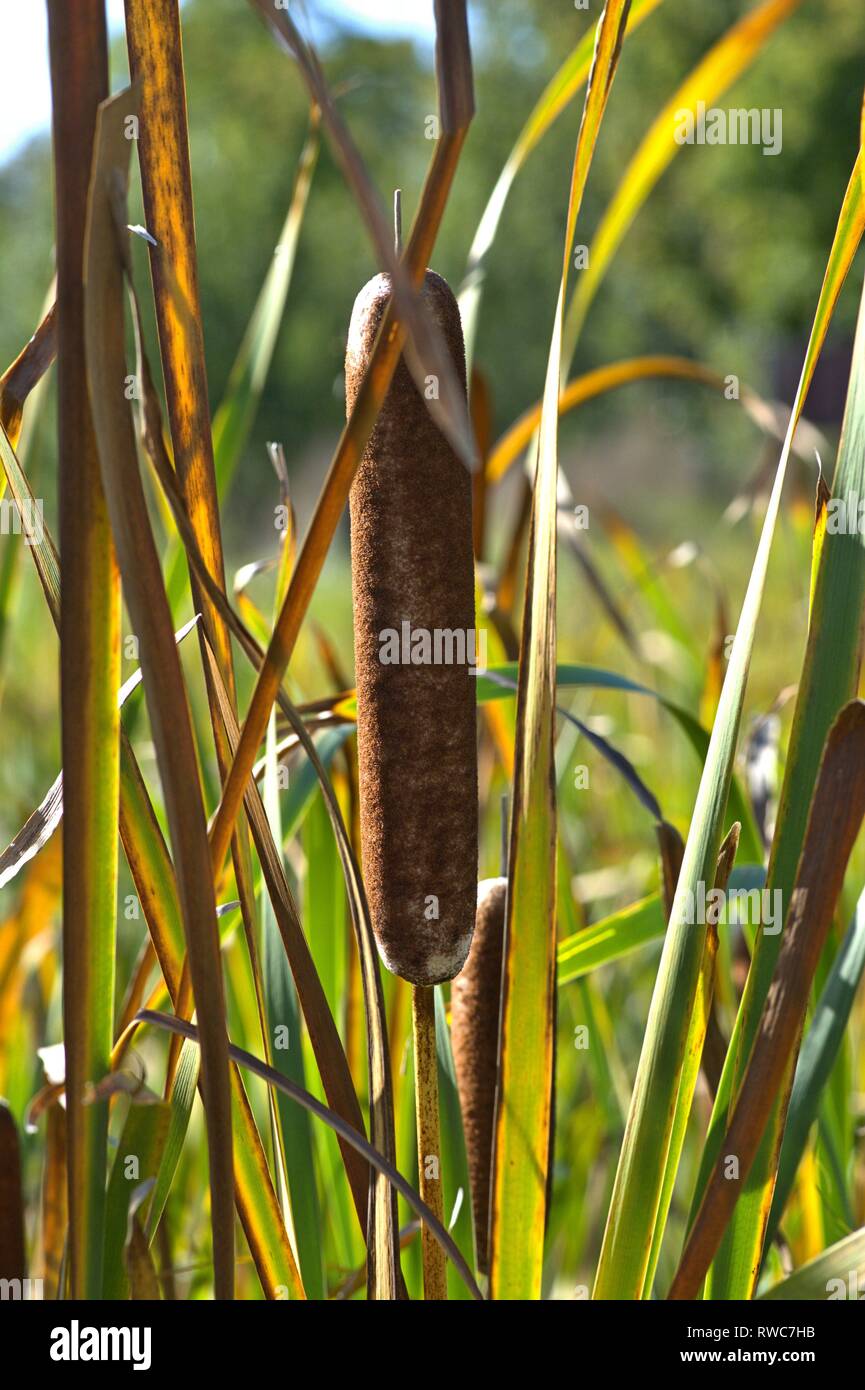 Schleswig, Deutschland. 28th Sep, 2018. Narrow-leaved cattail (Typha angustifolia) in autumn on a flat in the Schleswig district, On the Freedom '. The Rohrkolbengewachsen thrive there in a water-filled depression - Monocotyledons, Commelinids, Order: Sussgrassartige (Poales), Family: Rohrkolbengewachse (Typhaceae), Genus: Cattail (Typha), Species: Schmalblattriger Rohrkolben | usage worldwide Credit: dpa/Alamy Live News Stock Photo