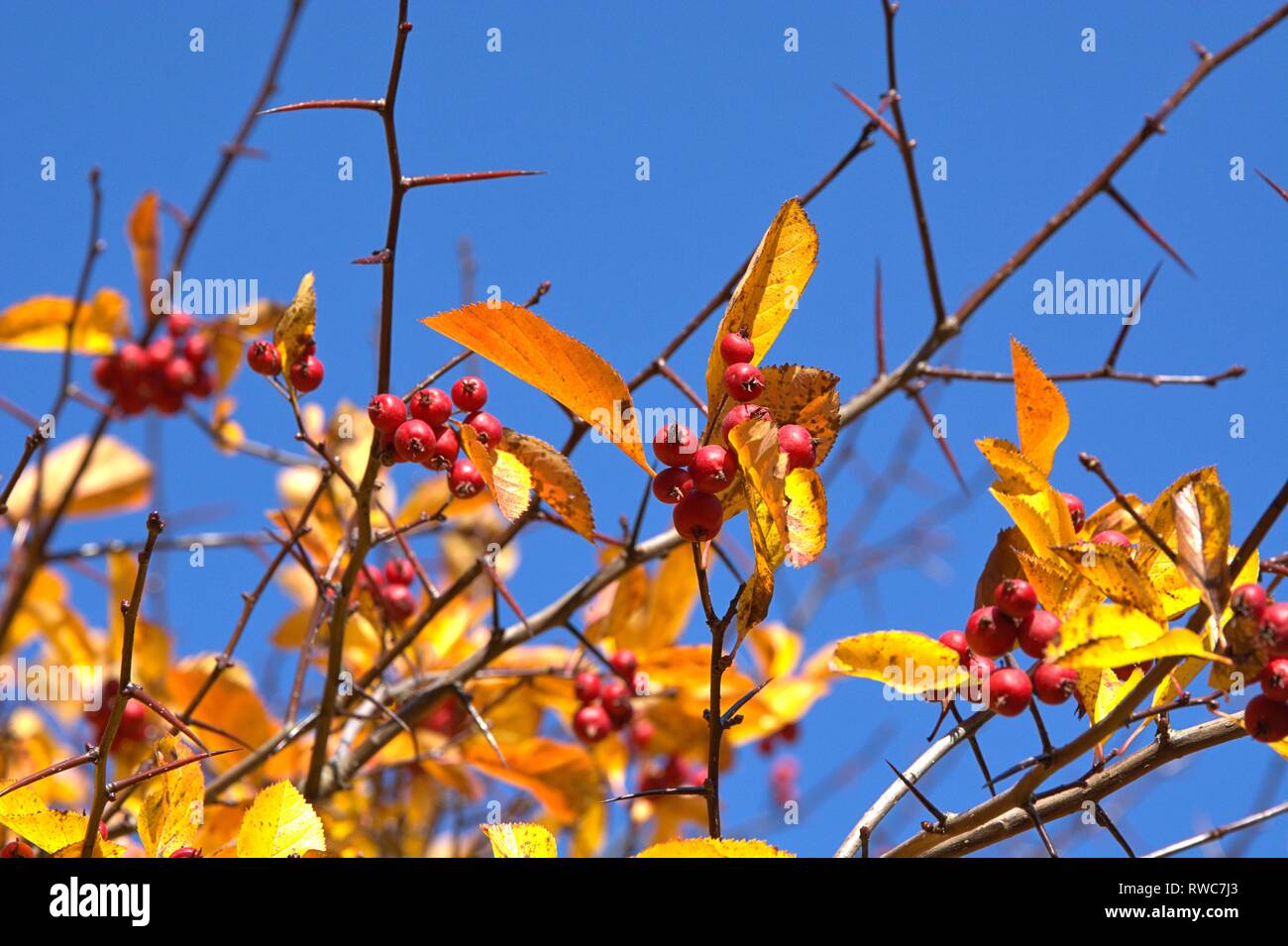 Schleswig, Deutschland. 11th Oct, 2018. Detail of a autumn-colored cockerel hawthorn tree (Crataegus crus-galli) in Schleswig. Family: rose plants (Rosaceae), subfamily: Spiraeoideae, tribe: pyreae, sub-tribe: pome fruit (Pyrinae), genus: hawthorn (Crataegus), species: hawthorn hawthorn | usage worldwide Credit: dpa/Alamy Live News Stock Photo