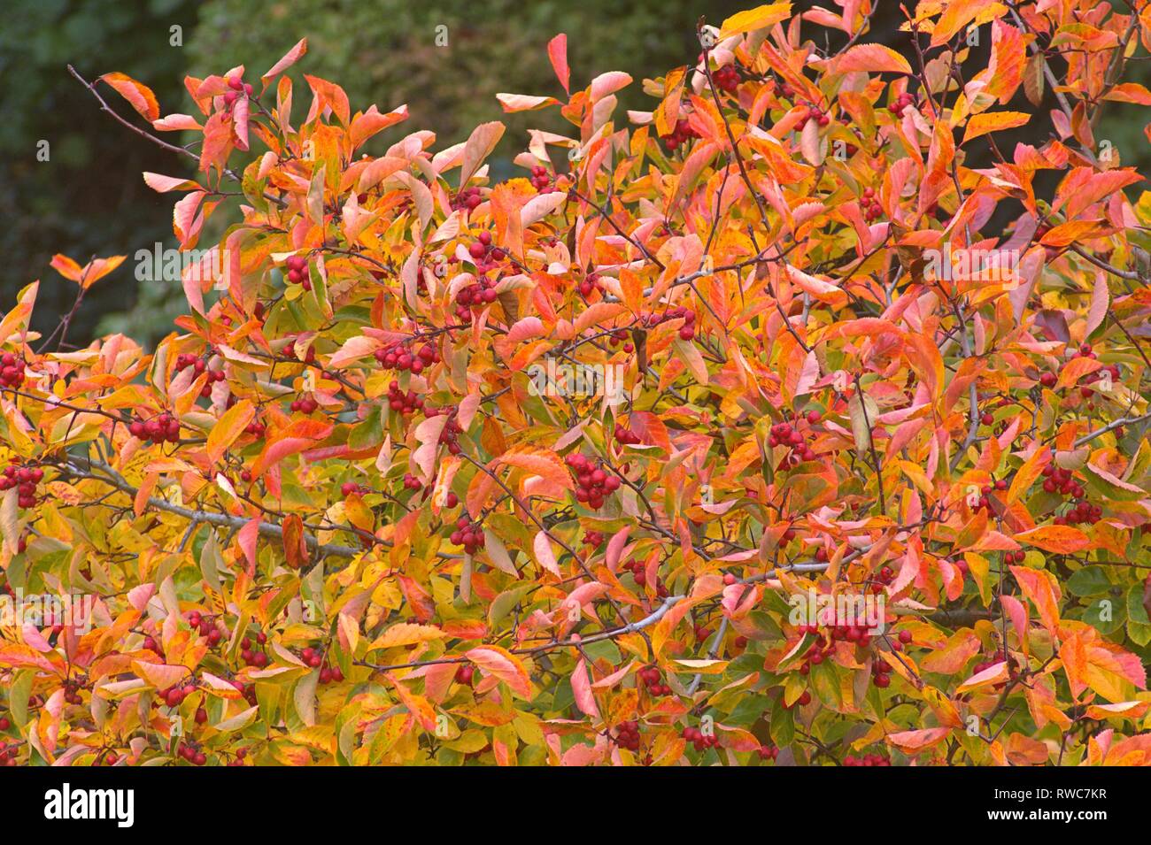 Schleswig, Deutschland. 08th Oct, 2018. Detail of a autumn-colored cockerel hawthorn tree (Crataegus crus-galli) in Schleswig. Family: rose plants (Rosaceae), subfamily: Spiraeoideae, tribe: pyreae, sub-tribe: pome fruit (Pyrinae), genus: hawthorn (Crataegus), species: hawthorn hawthorn | usage worldwide Credit: dpa/Alamy Live News Stock Photo