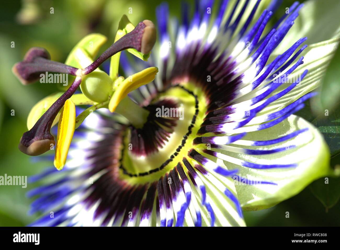 Schleswig, Deutschland. 28th Sep, 2018. A flowering blue passionflower (Passiflora caerulea) on a beautiful day in early autumn in the Bible Garden in Schleswig. Eurosiden I, order: Malpighien (Malpighiales), family: Passiflora (Passifloraceae), Tribus: Passifloreae, Species: Passionflower (Passiflora), Species: Blue Passionflower | usage worldwide Credit: dpa/Alamy Live News Stock Photo