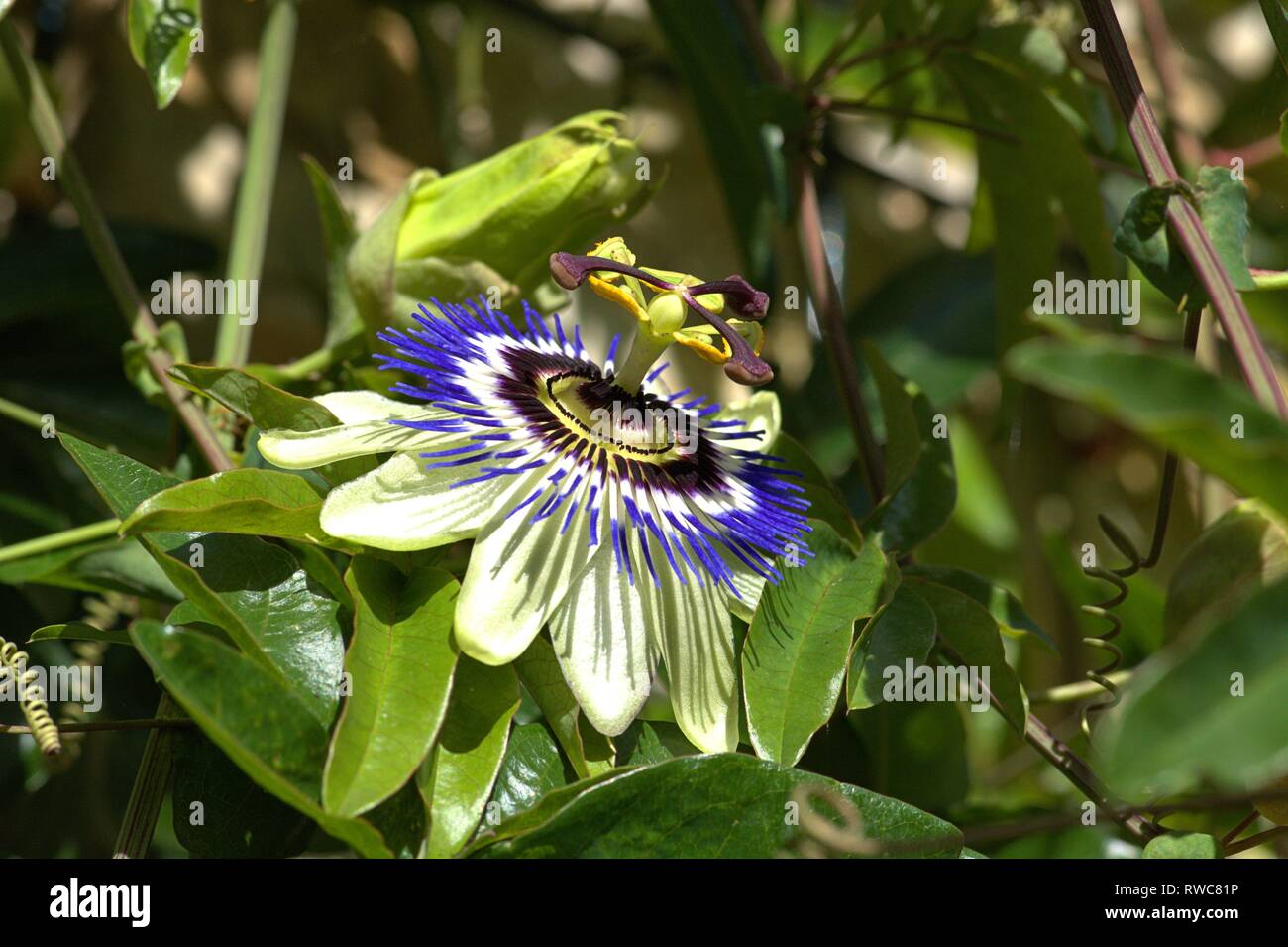 Schleswig, Deutschland. 28th Sep, 2018. A flowering blue passionflower (Passiflora caerulea) on a beautiful day in early autumn in the Bible Garden in Schleswig. Eurosiden I, order: Malpighien (Malpighiales), family: Passiflora (Passifloraceae), Tribus: Passifloreae, Species: Passionflower (Passiflora), Species: Blue Passionflower | usage worldwide Credit: dpa/Alamy Live News Stock Photo