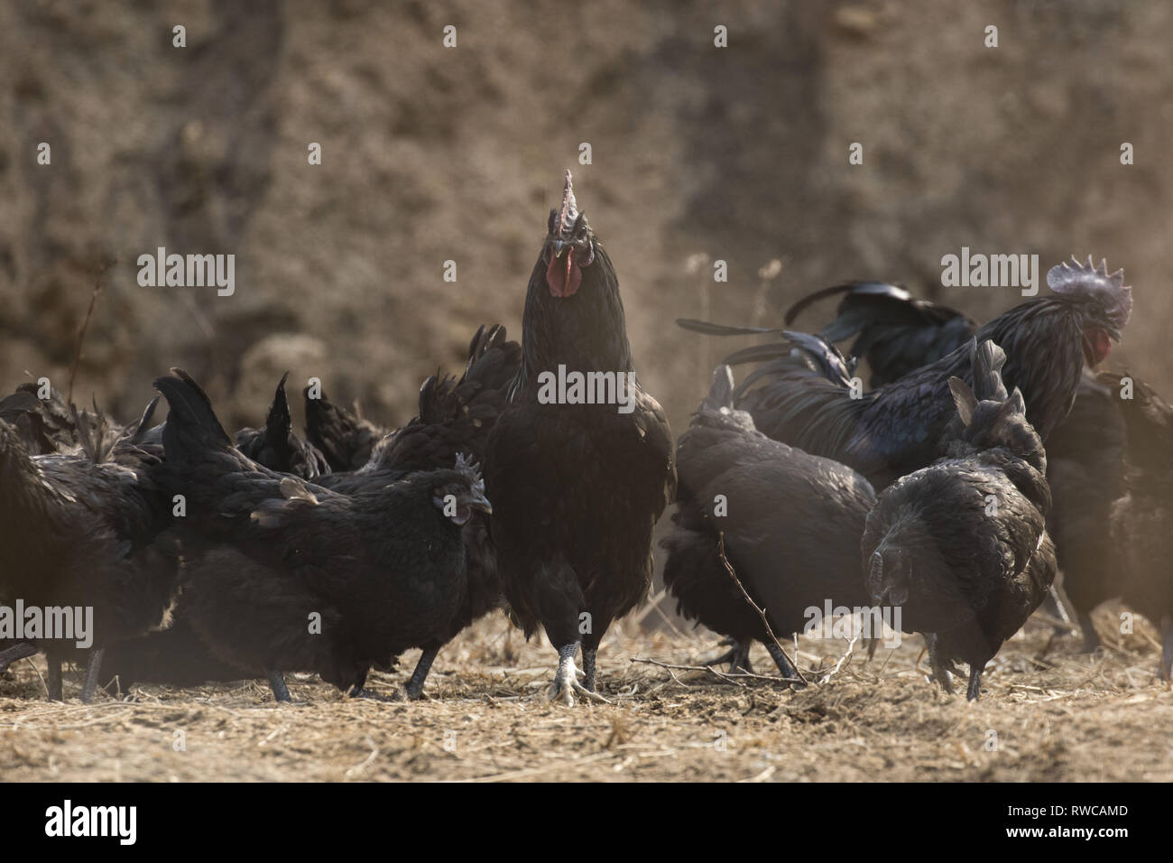 Mungyeong Gyeongbuk South Korea 4th Mar 2019 March 6 2019 Mungyeong South Korea Korea Ogol Chicken