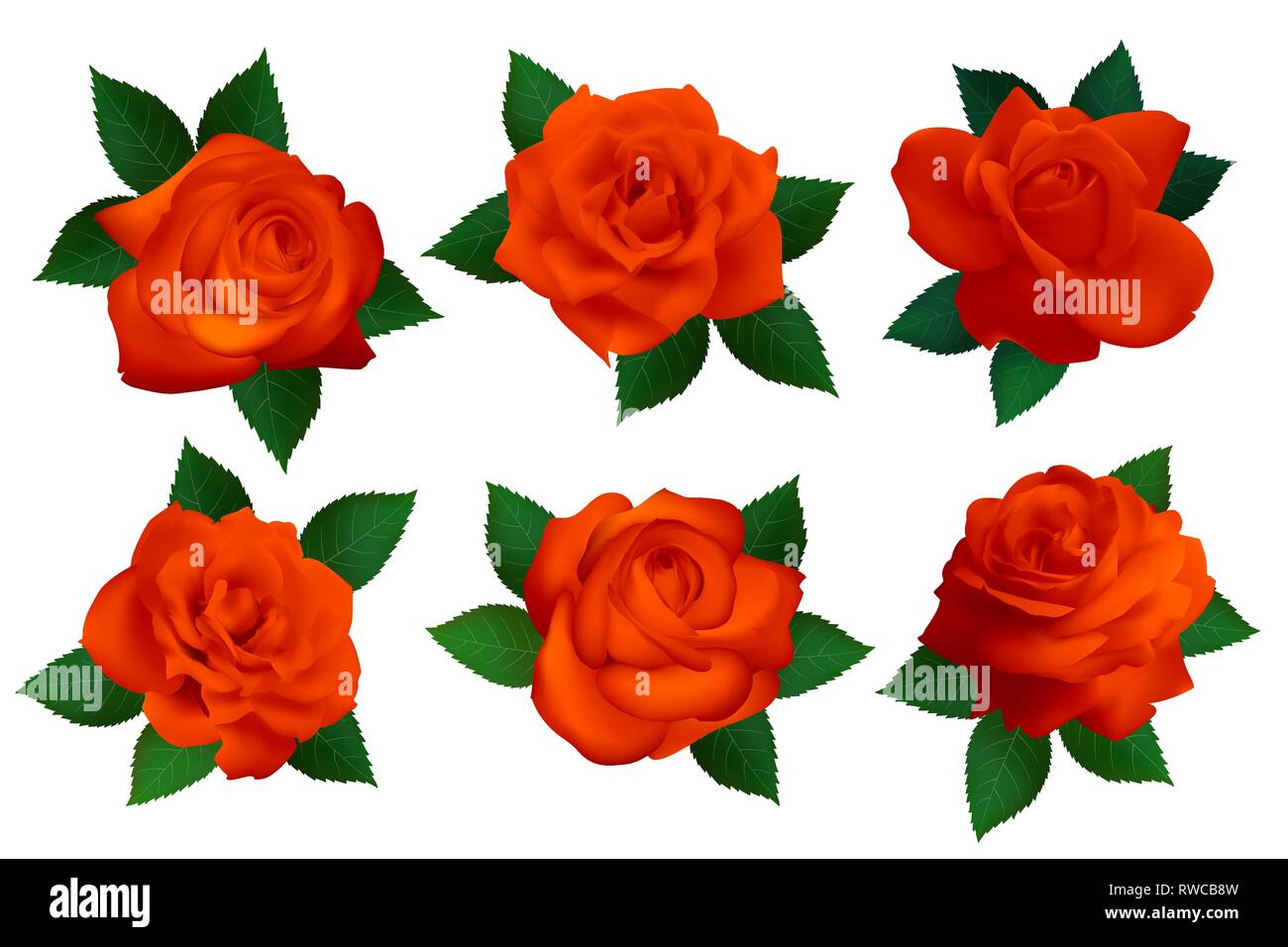 Set of red roses on a white background. Isolated vector flowers Stock ...